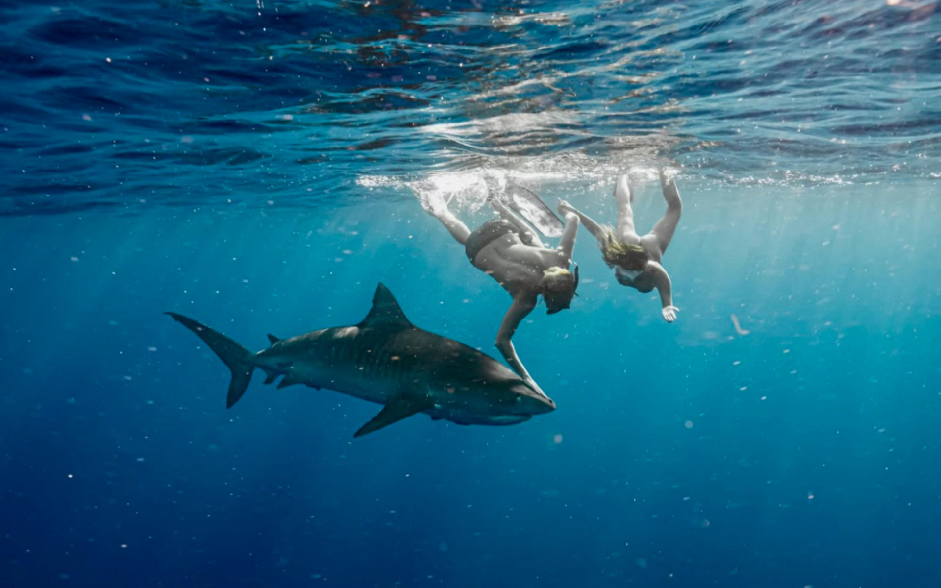 Oahu Cageless Shark Dive Half-Day Experience - Thumbnail 6