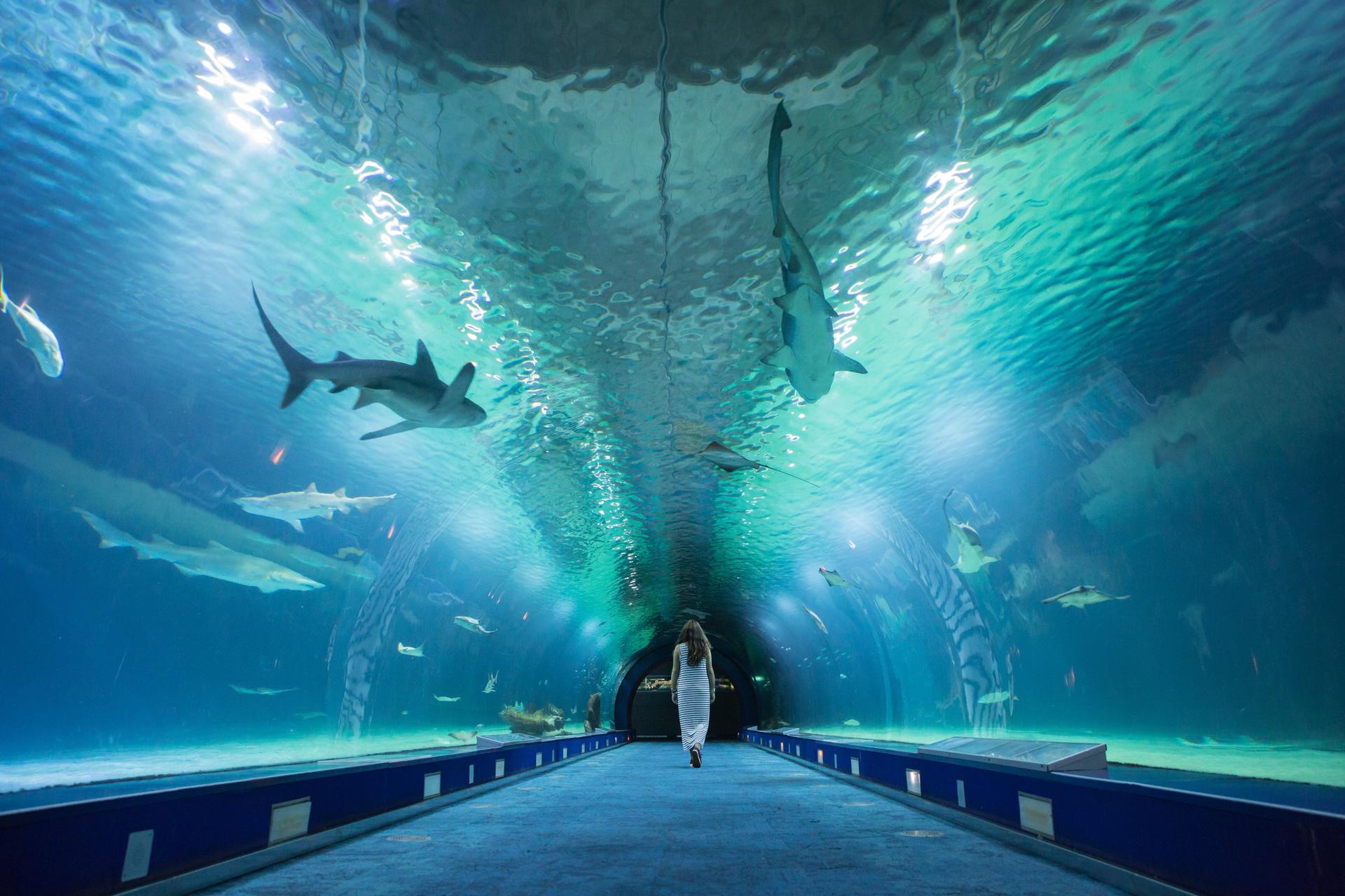 Oceanografic Aquarium Admission in Valencia - Thumbnail 6