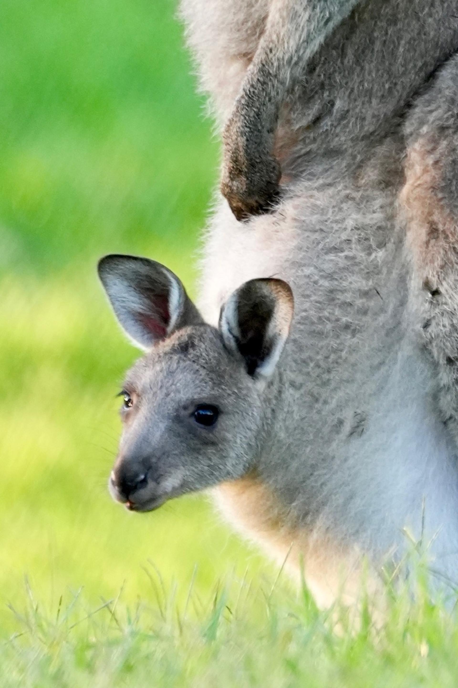 Wild Wombats, Kangaroos, and Waterfalls All Inclusive Tour - Thumbnail 16