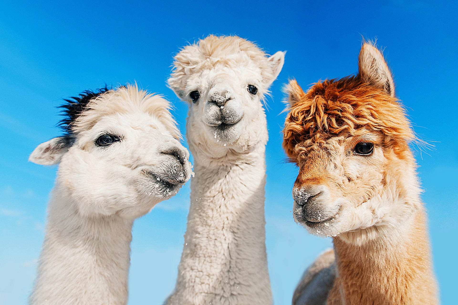 Seoul Private Car Charter to Seoul City / Seoul Suburb / Gangwon-do (Nami Island / Alpaca World / Sokcho)