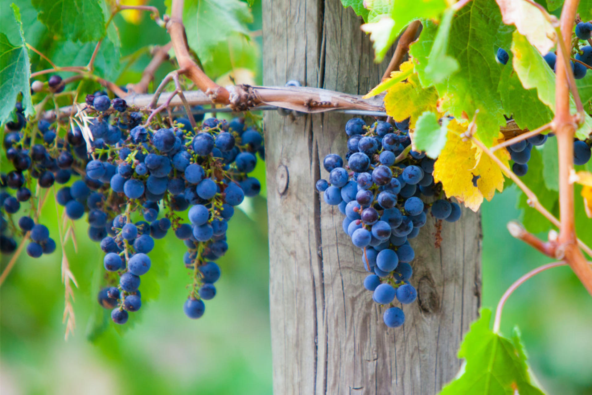 Yarra Valley Winery Private Tour with Lunch - Thumbnail 5