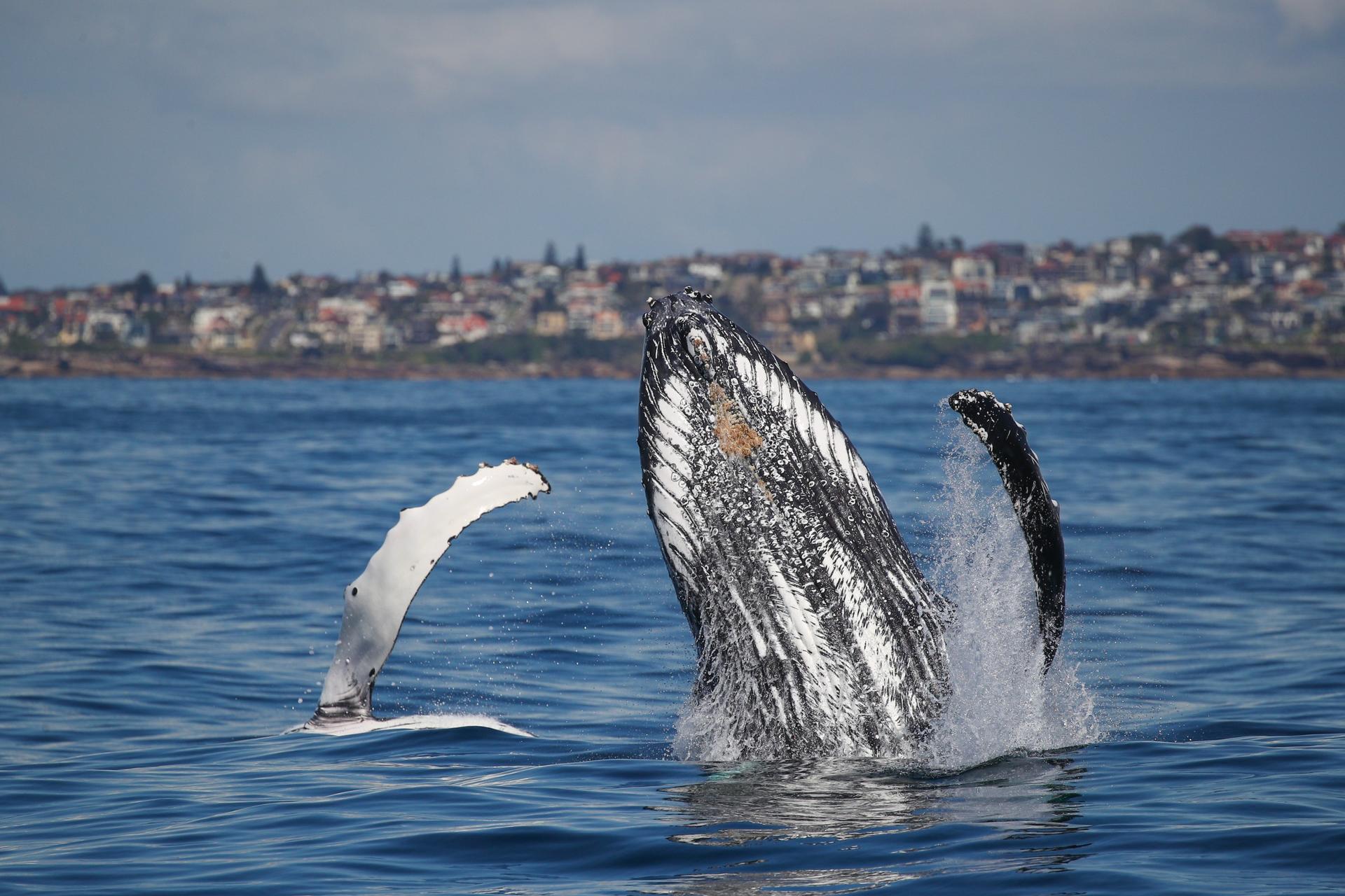 2.5-Hour Whale Watching Discovery Cruise on Sydney Harbour - Thumbnail 3