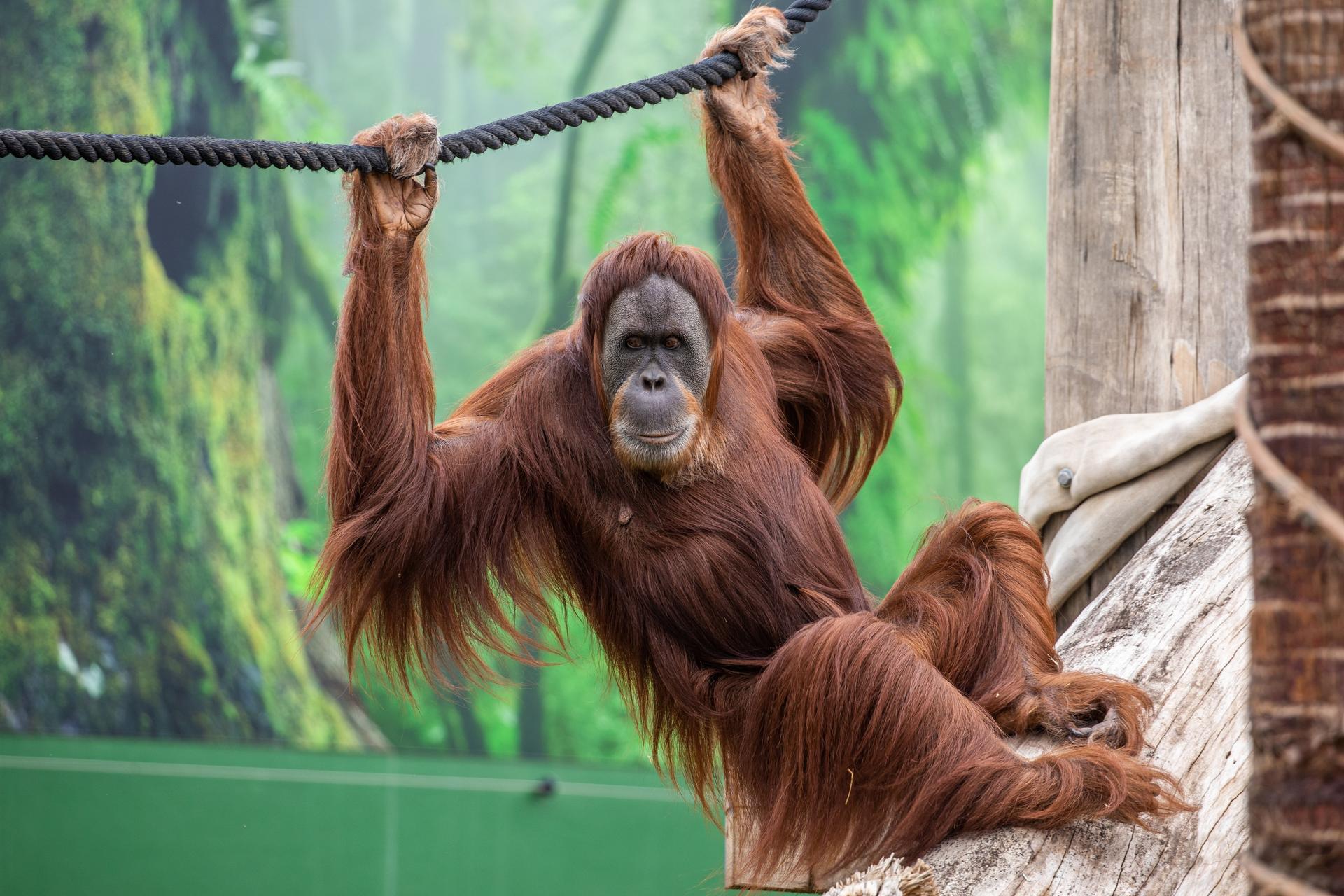 Sydney Zoo Ticket - Thumbnail 7
