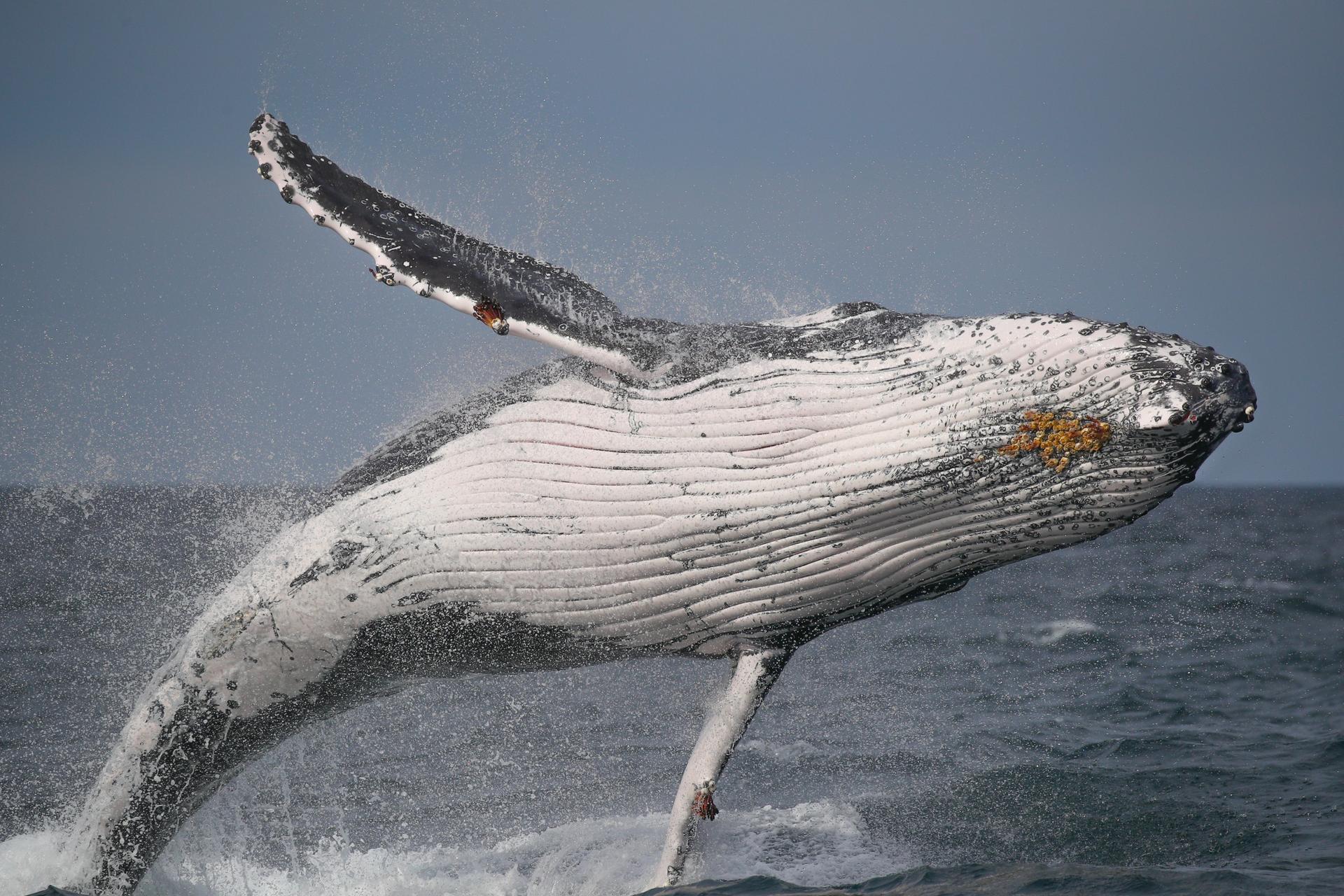 2.5-Hour Whale Watching Discovery Cruise on Sydney Harbour - Thumbnail 6