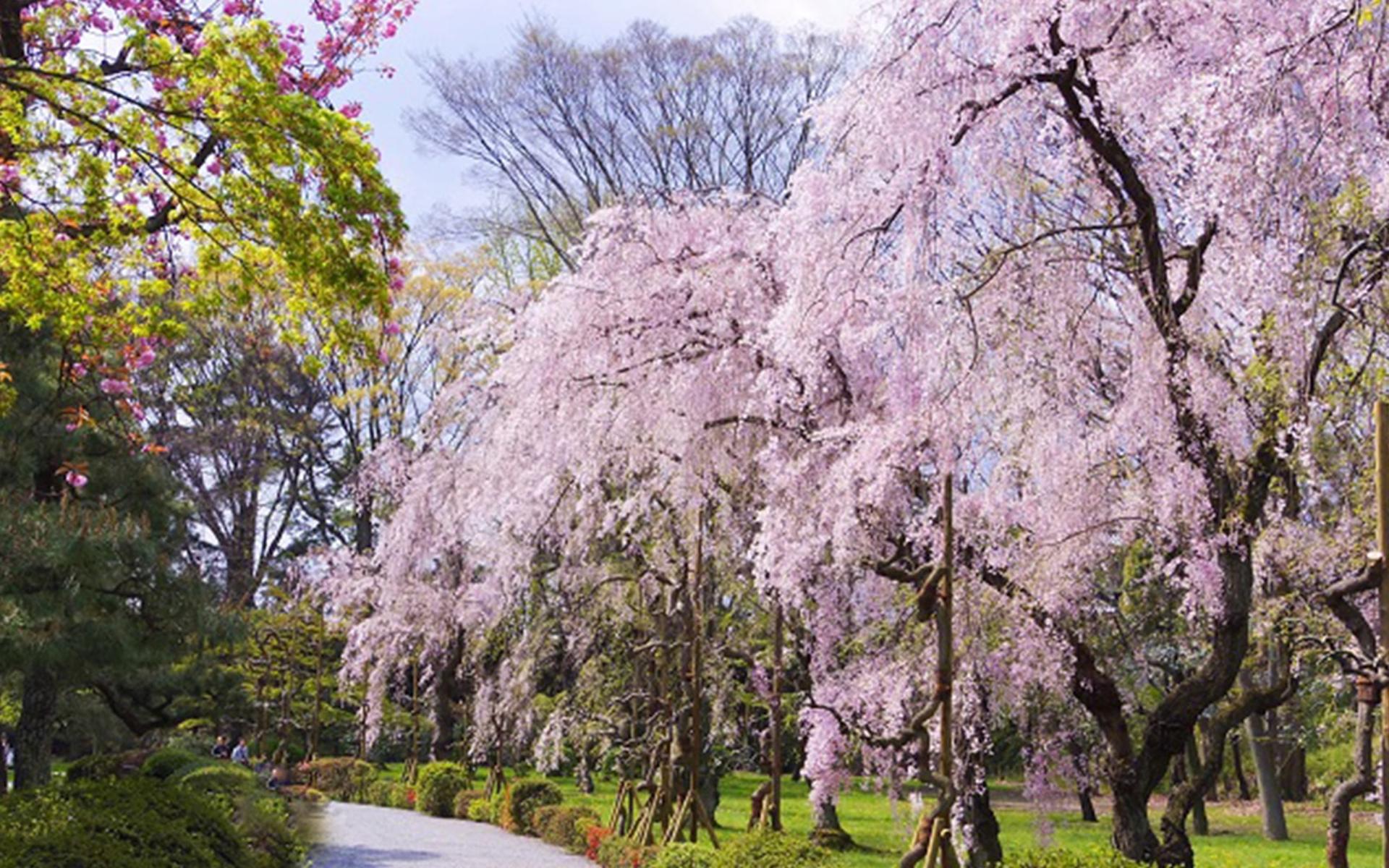 Kyoto: Nijo Castle Admission / World Heritage Guided Tour - Thumbnail 10