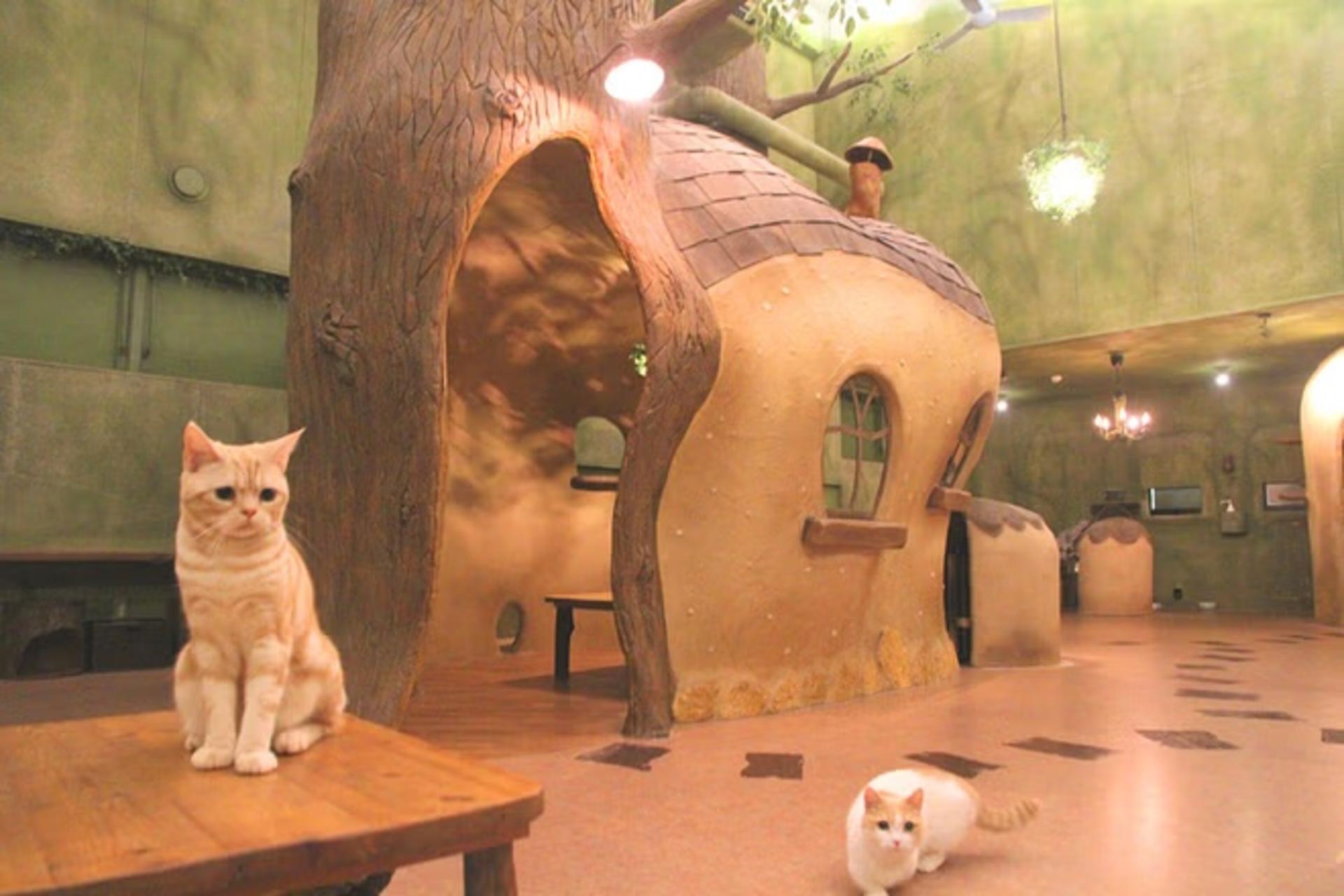 Tokyo Cat Cafe in Kichijoji - Forest Themed - Image 1