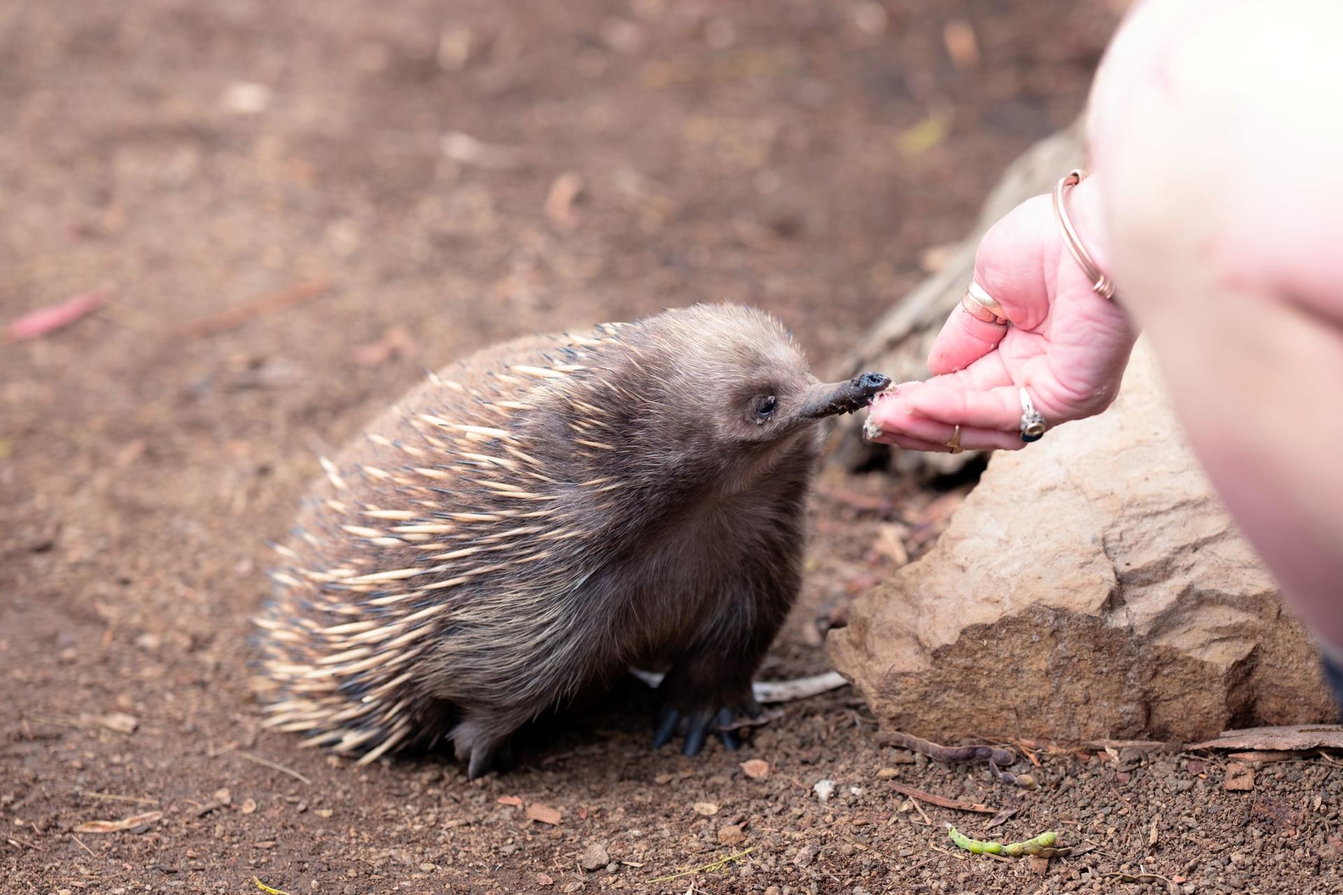 Mt Field National Park, Bonorong Wildlife & Mt. Wellington summit - Thumbnail 10