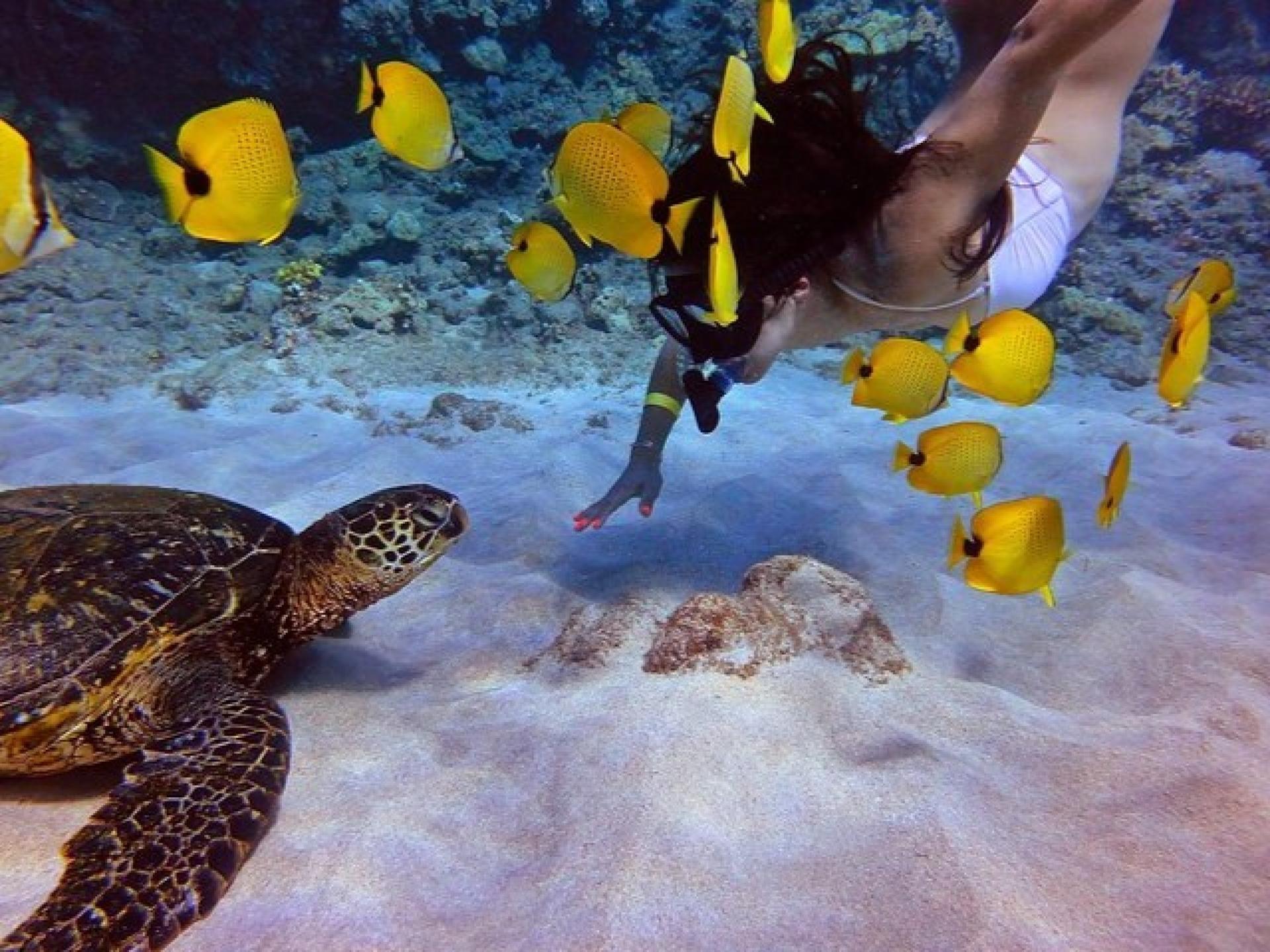 Maui: Molokini Crater and Turtle Town Snorkeling - Thumbnail 5