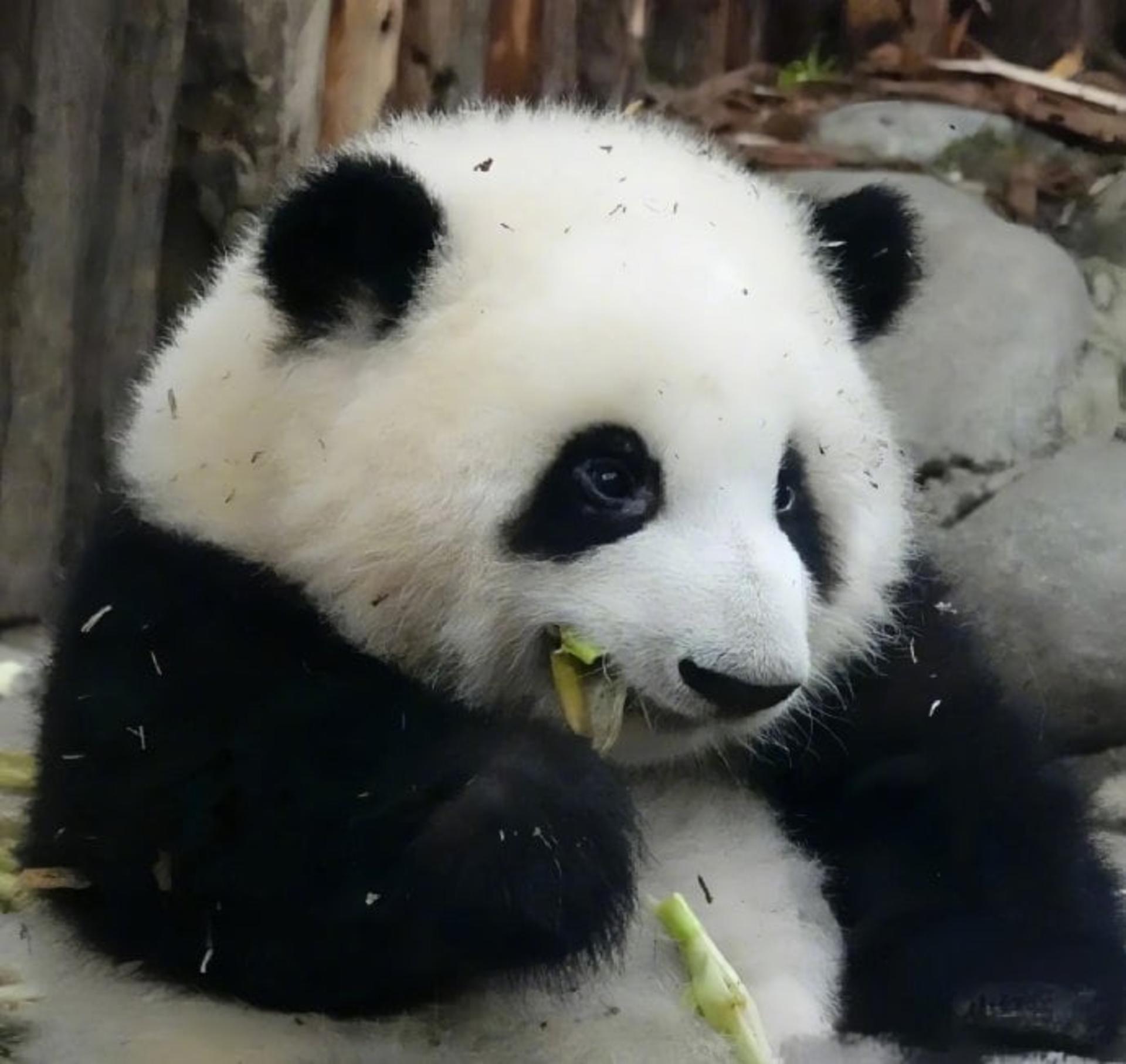 Chengdu Panda Base & Leshan Giant Buddha Discovery - Thumbnail 3