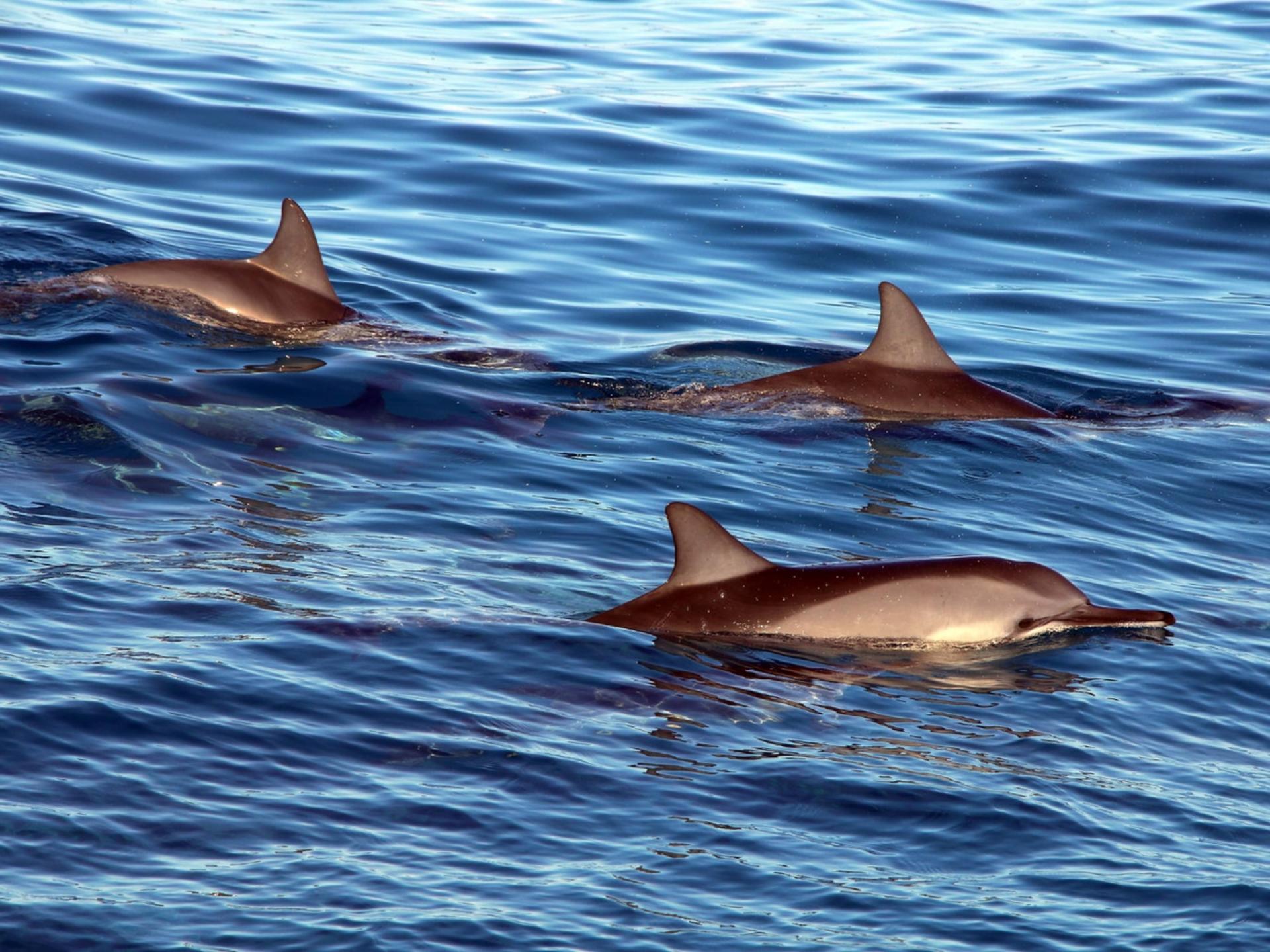 Luxury Sunset Snorkel Cruise with Dolphin Watch in Ko Olina - Thumbnail 29