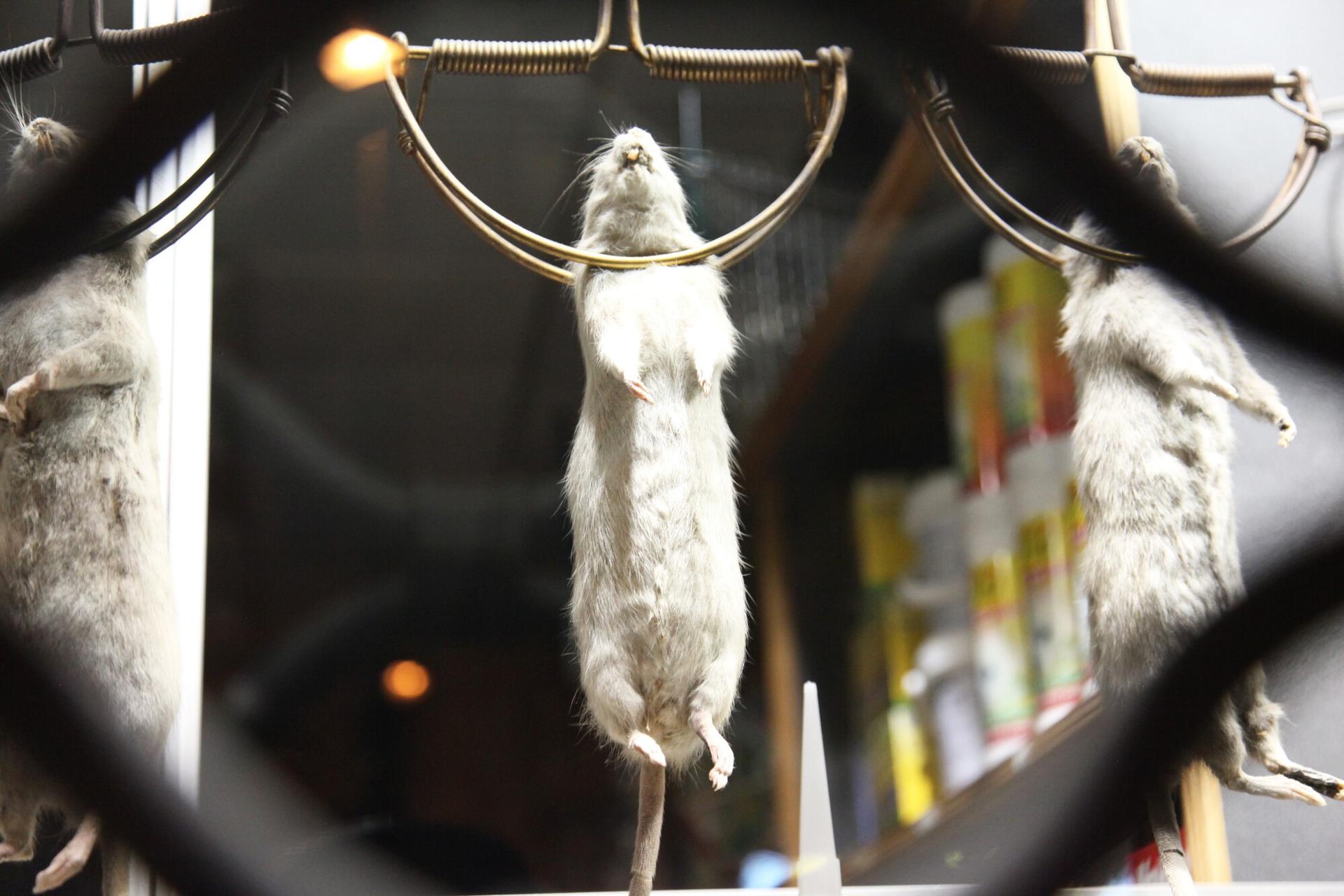 Ghosts, Mysteries and Legends Evening Walking Tour in Paris - Thumbnail 6