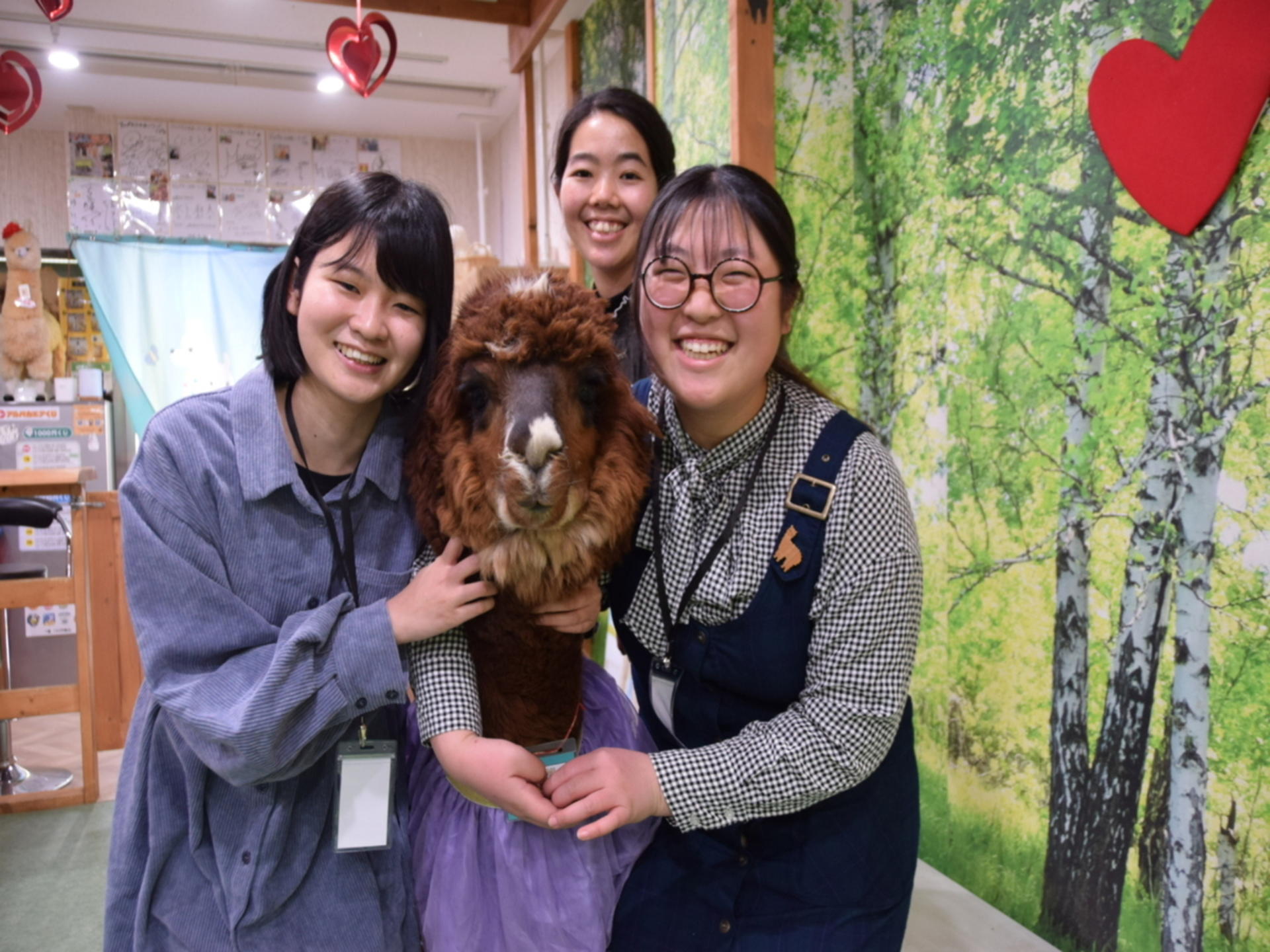 Alpaca Petting Experience in Tokyo【Alpaca Petting Park】 - Thumbnail 8