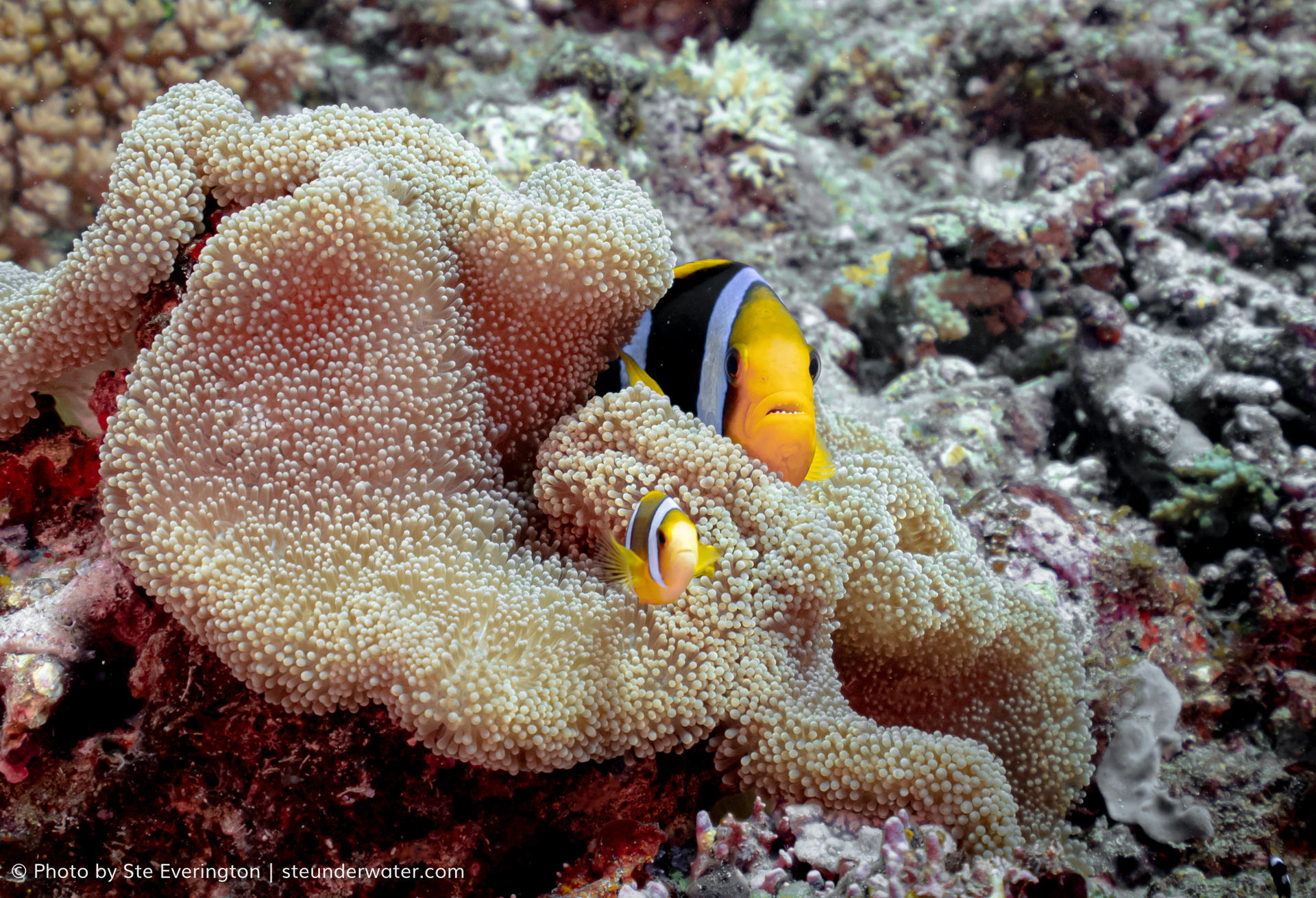 Fiji Dive Delight: Refresh & Explore Giant Clams at Tokoriki Wall - Thumbnail 9