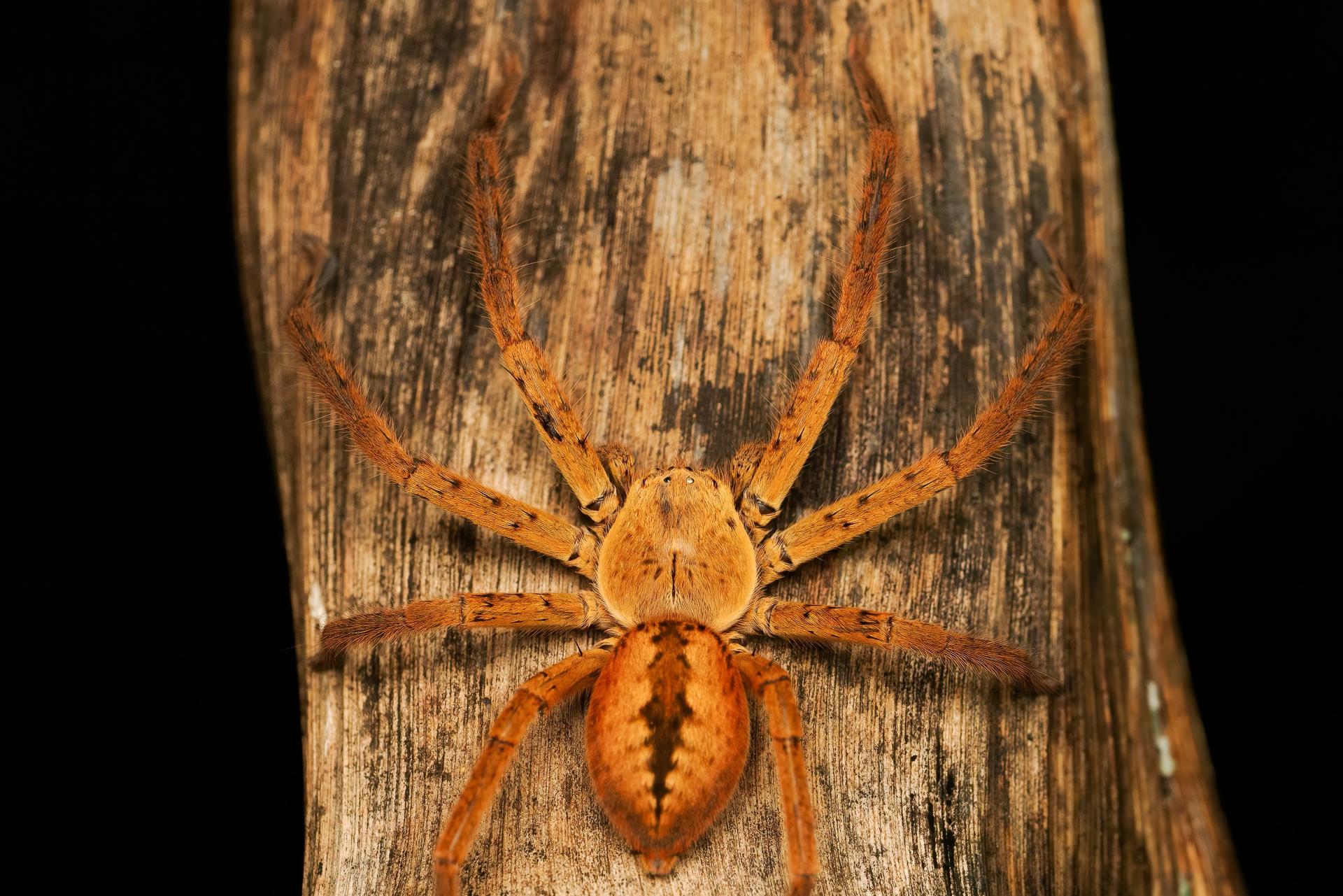 Night Walk Photography Tour at the Cairns Botanic Gardens  - Thumbnail 11