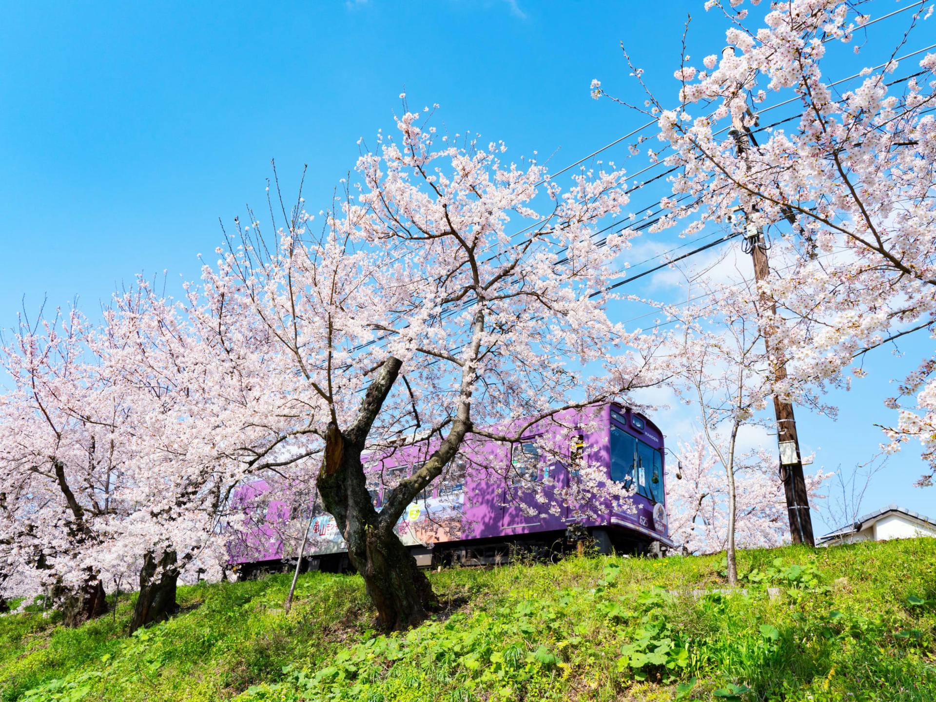 Arashiyama Gourmet Coupon + Randen 1 Day Free Ticket - Image 1