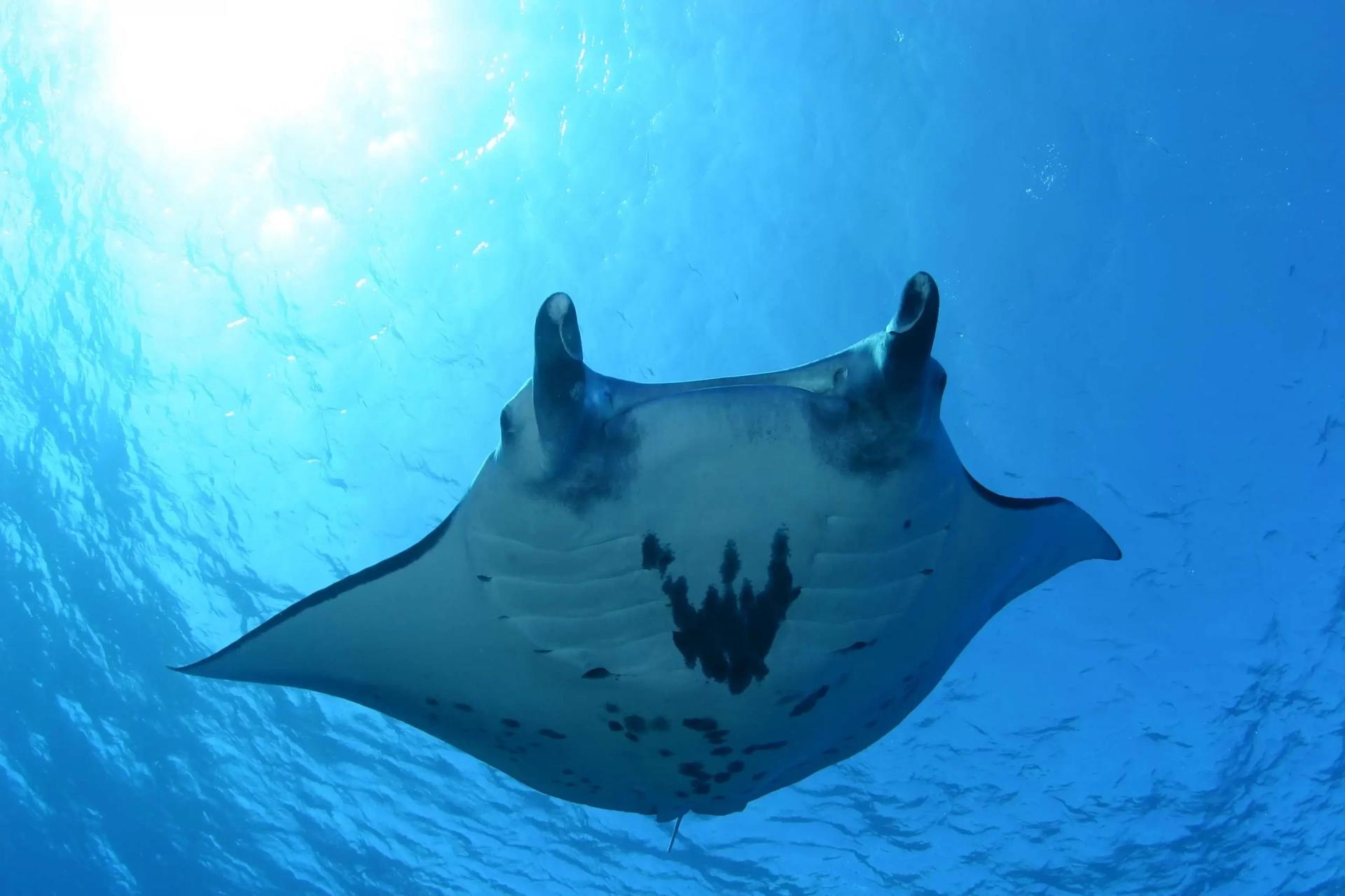 Full Day Dive Trip from Labuan Bajo by Dragon Dive Komodo - Image 1