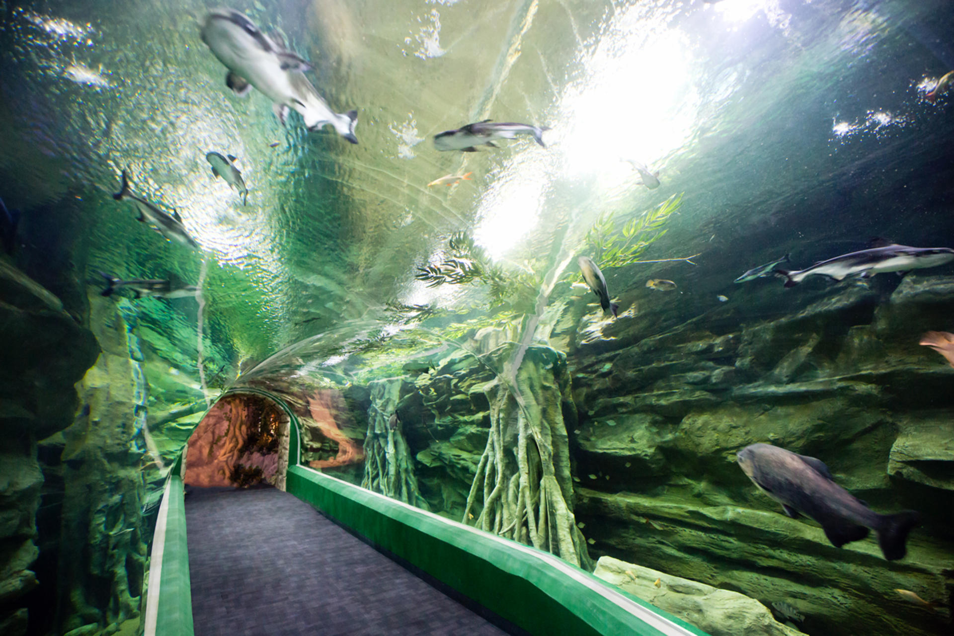 Lotte World Aquarium Tickets - Thumbnail 18