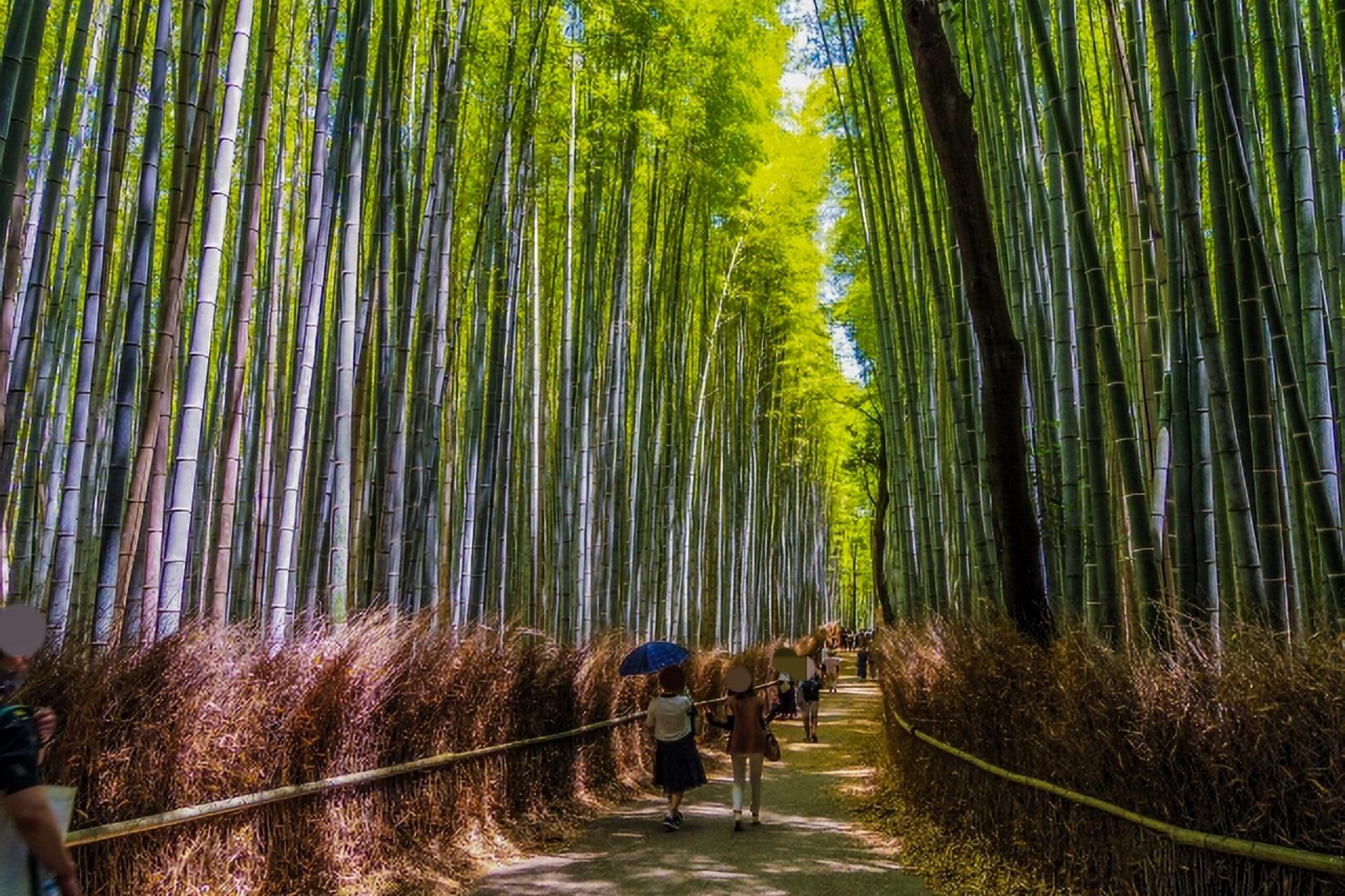 Kyoto City, Western Kyoto & Arashiyama:In-Depth 1-Day Cultural Tour - Thumbnail 10