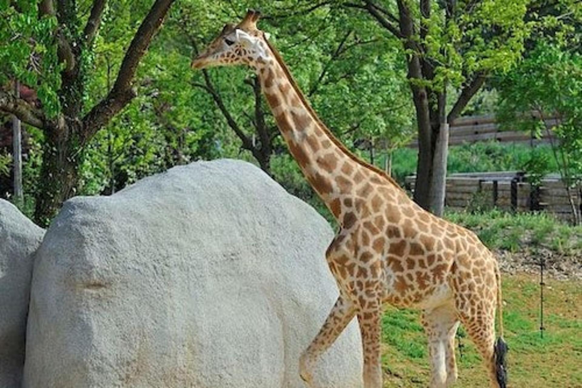 Parc Zoologique de Paris Admission in Paris - Thumbnail 5