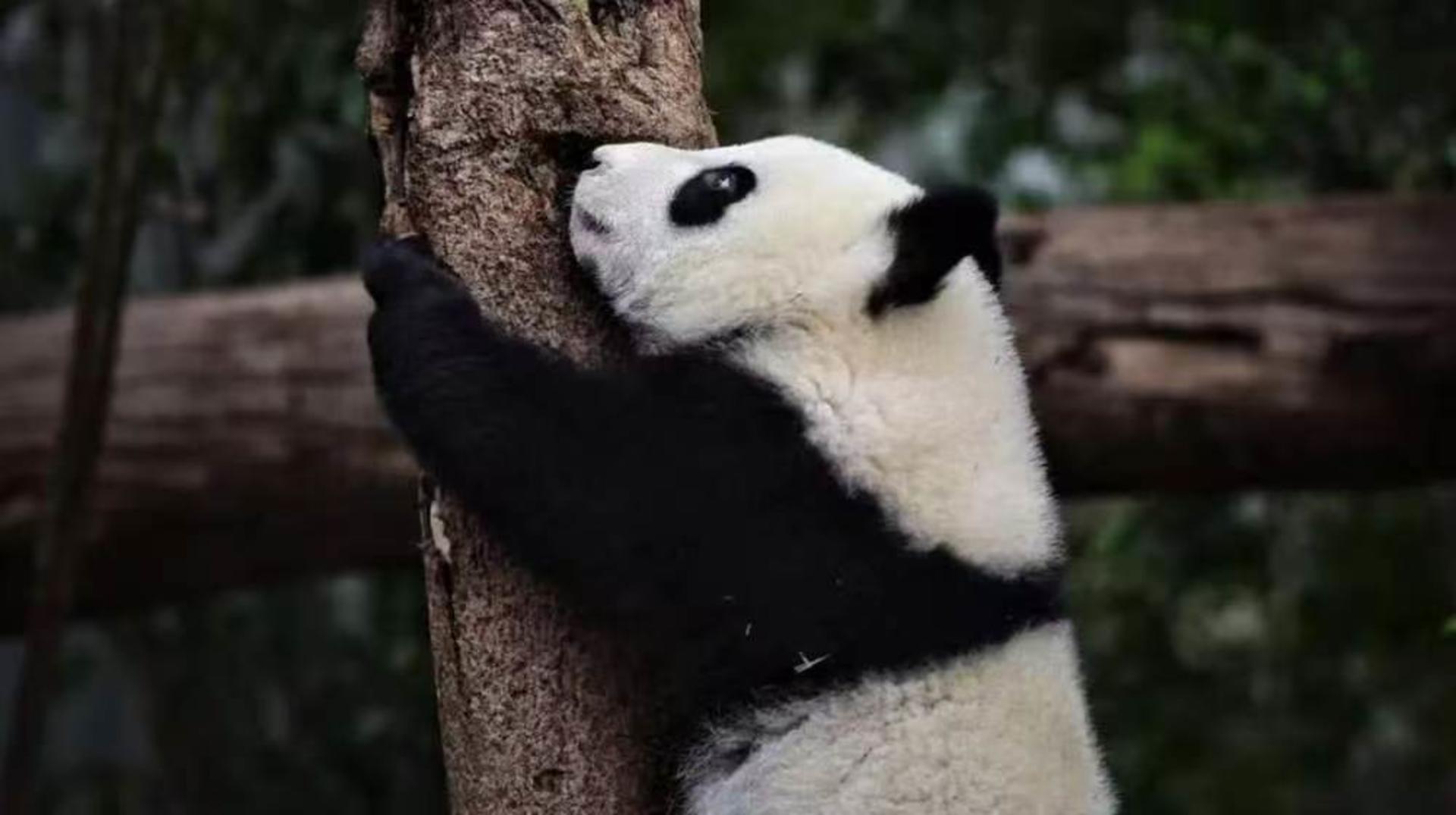 Chengdu Research Base of Giant Panda Breeding Half-Day Tour | Private Tour | Chinese, English and other language guides available - Thumbnail 14