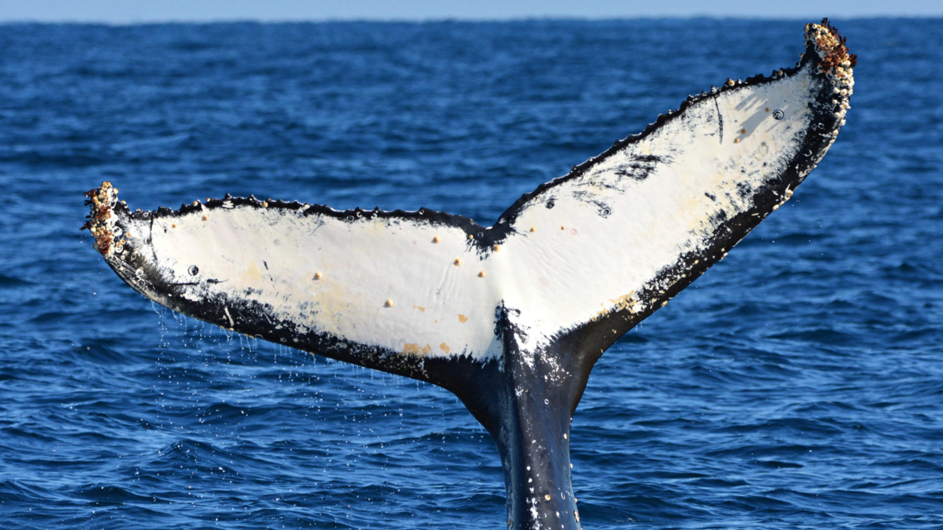 Whale Watching Experience from Perth - Thumbnail 6