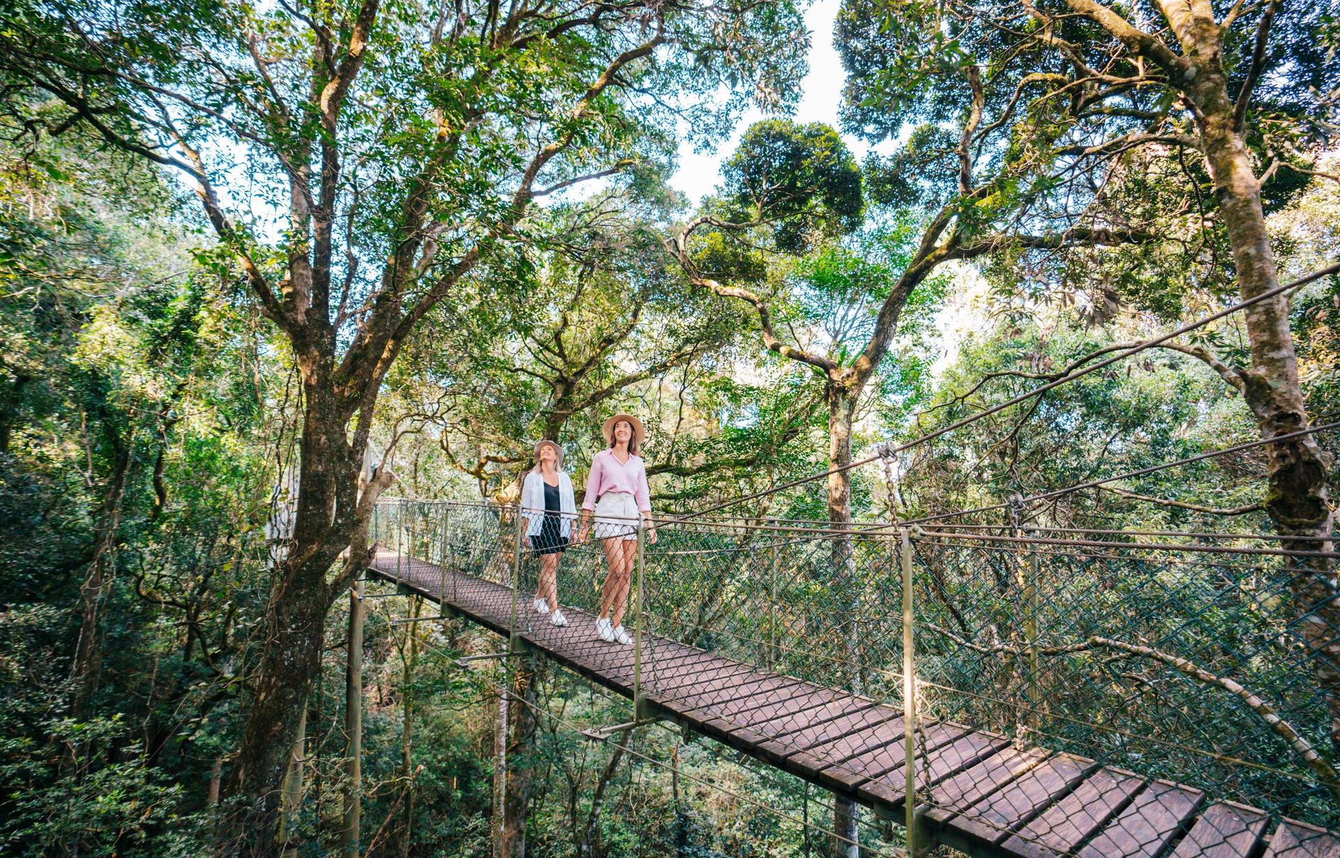 Lamington National Park, O’Reilly’s and Vineyard Tour - Image 1