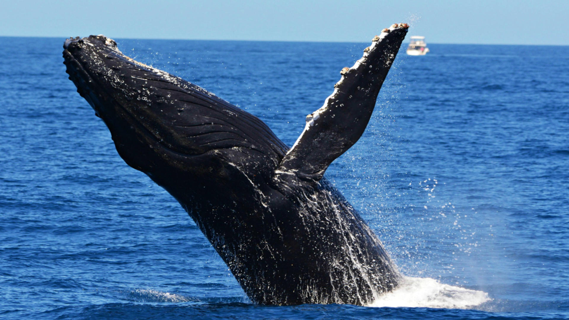 Whale Watching Experience from Perth - Thumbnail 2