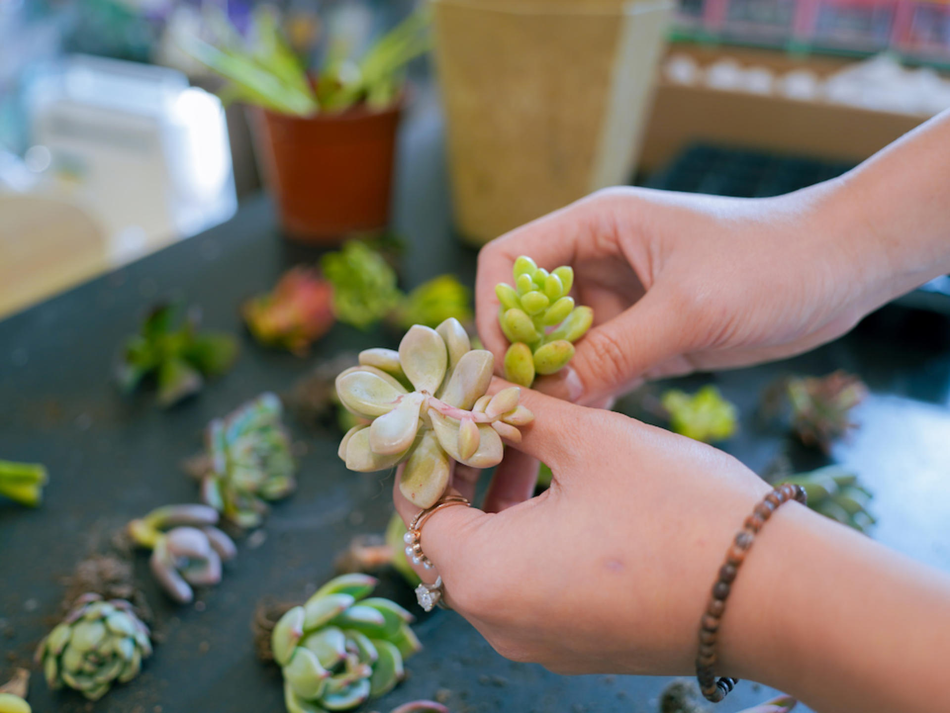 Myosotis Flower - Succulent Terrarium Workshop - Thumbnail 2