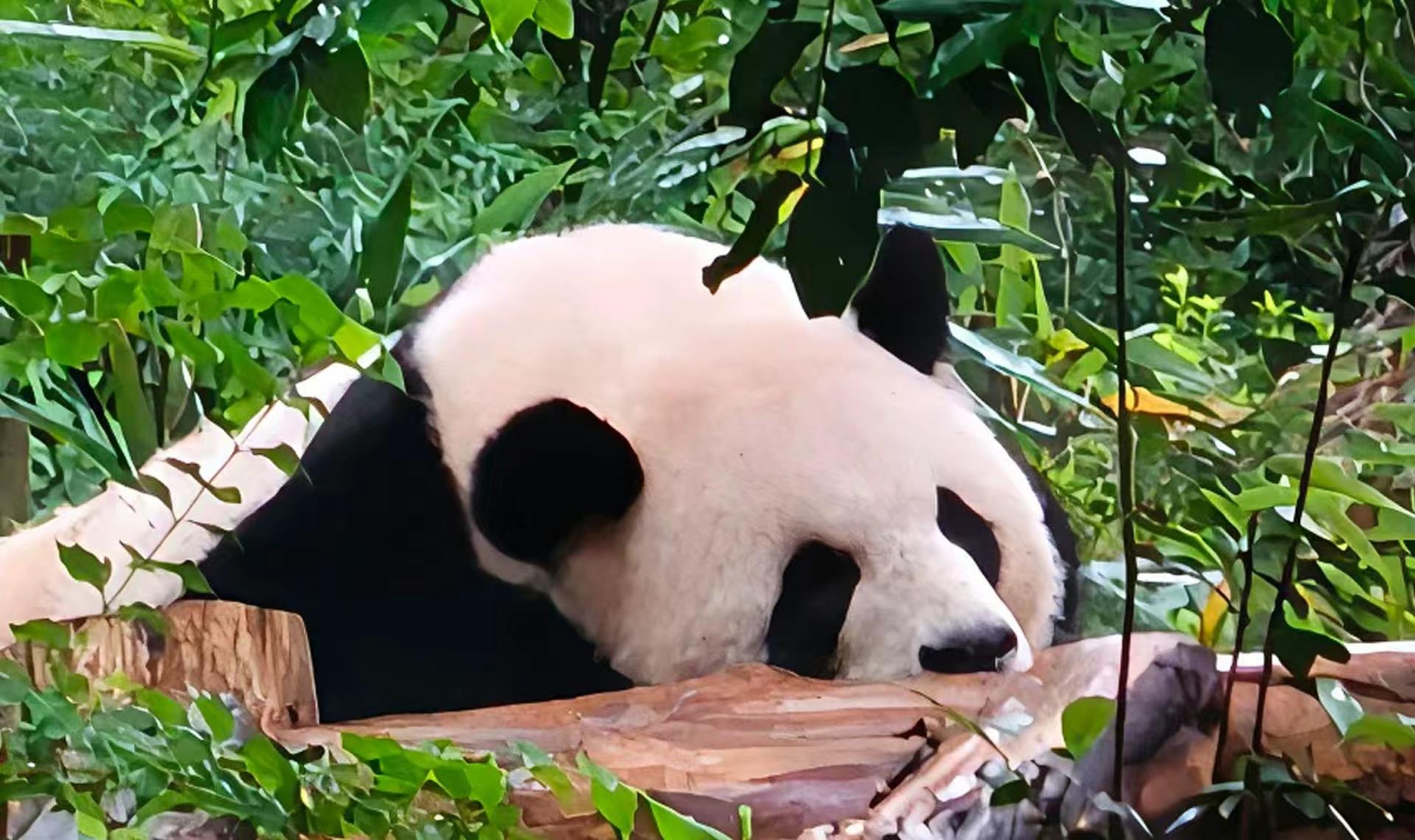 Sichuan Private Tour (optional guides in Chinese/English/Thai/Korean, etc.) - Thumbnail 6
