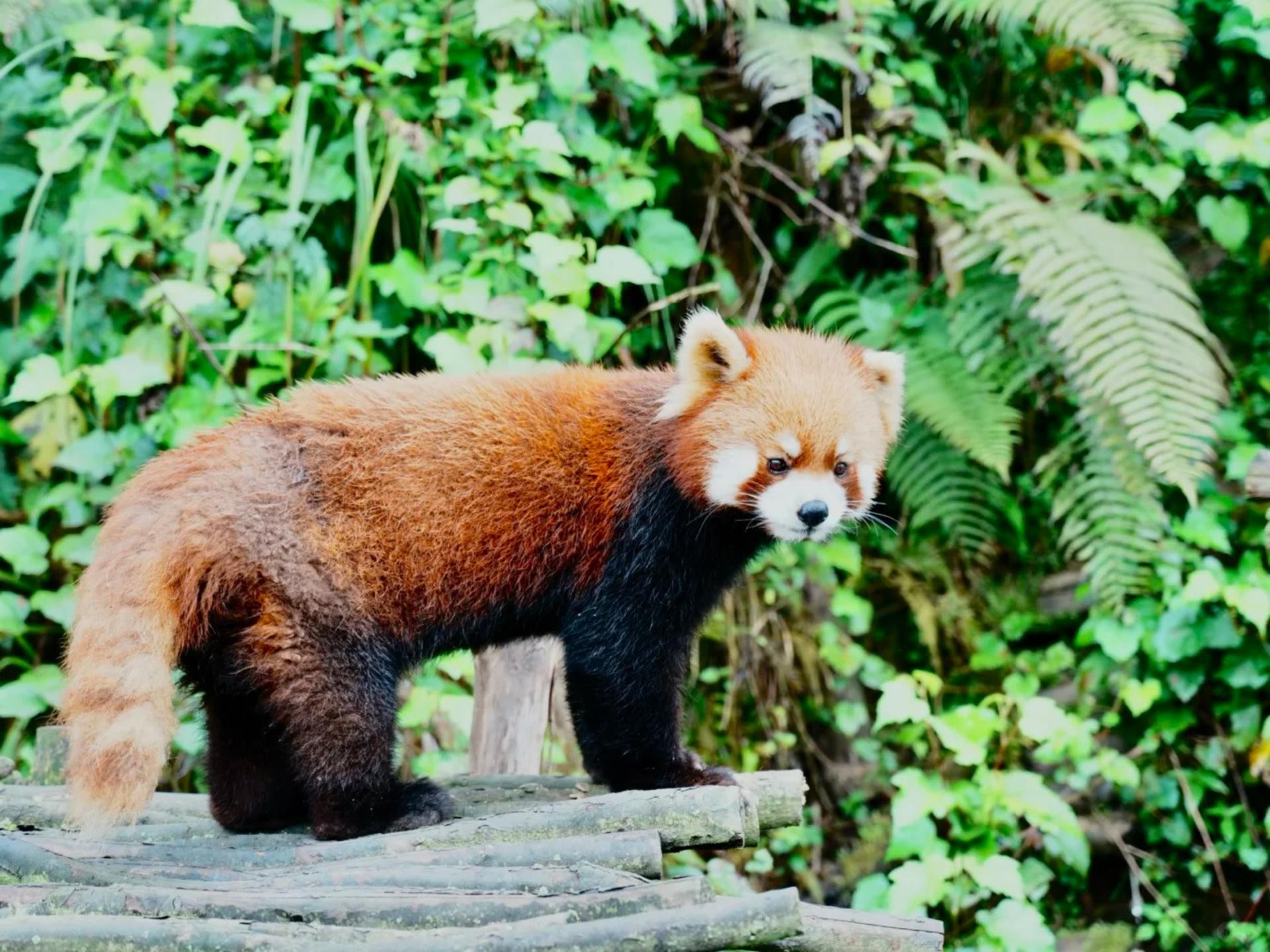 Chengdu Dujiangyan Red Panda Forest Park - Thumbnail 6