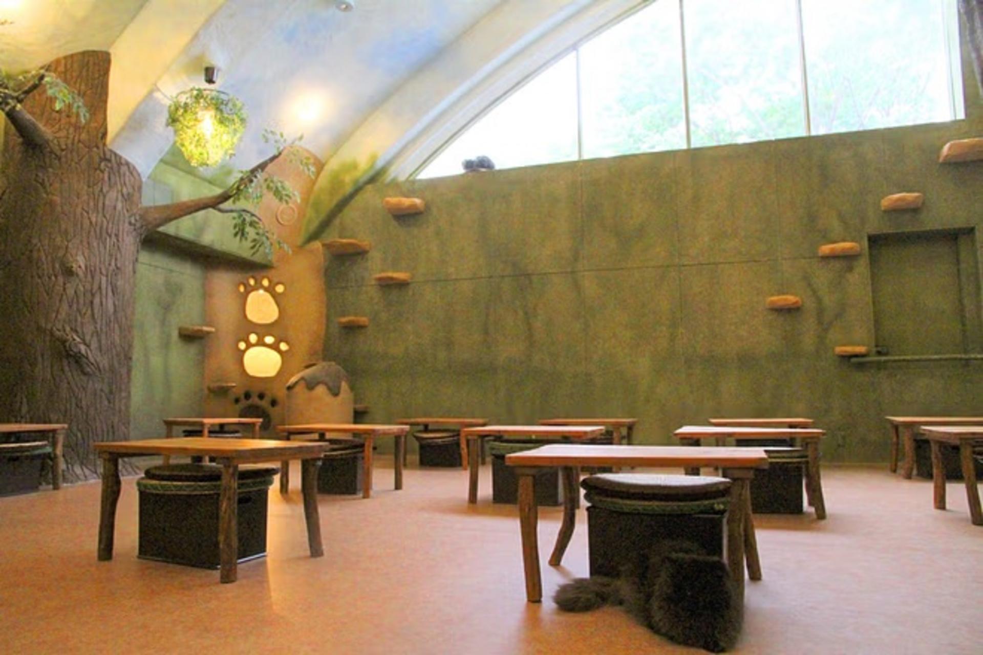 Tokyo Cat Cafe in Kichijoji - Forest Themed - Thumbnail 2