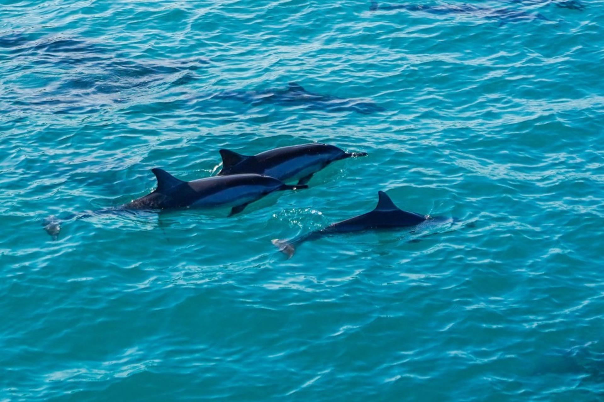 Kona Afternoon Snorkel and Dolphin Watching Cruise - Thumbnail 3