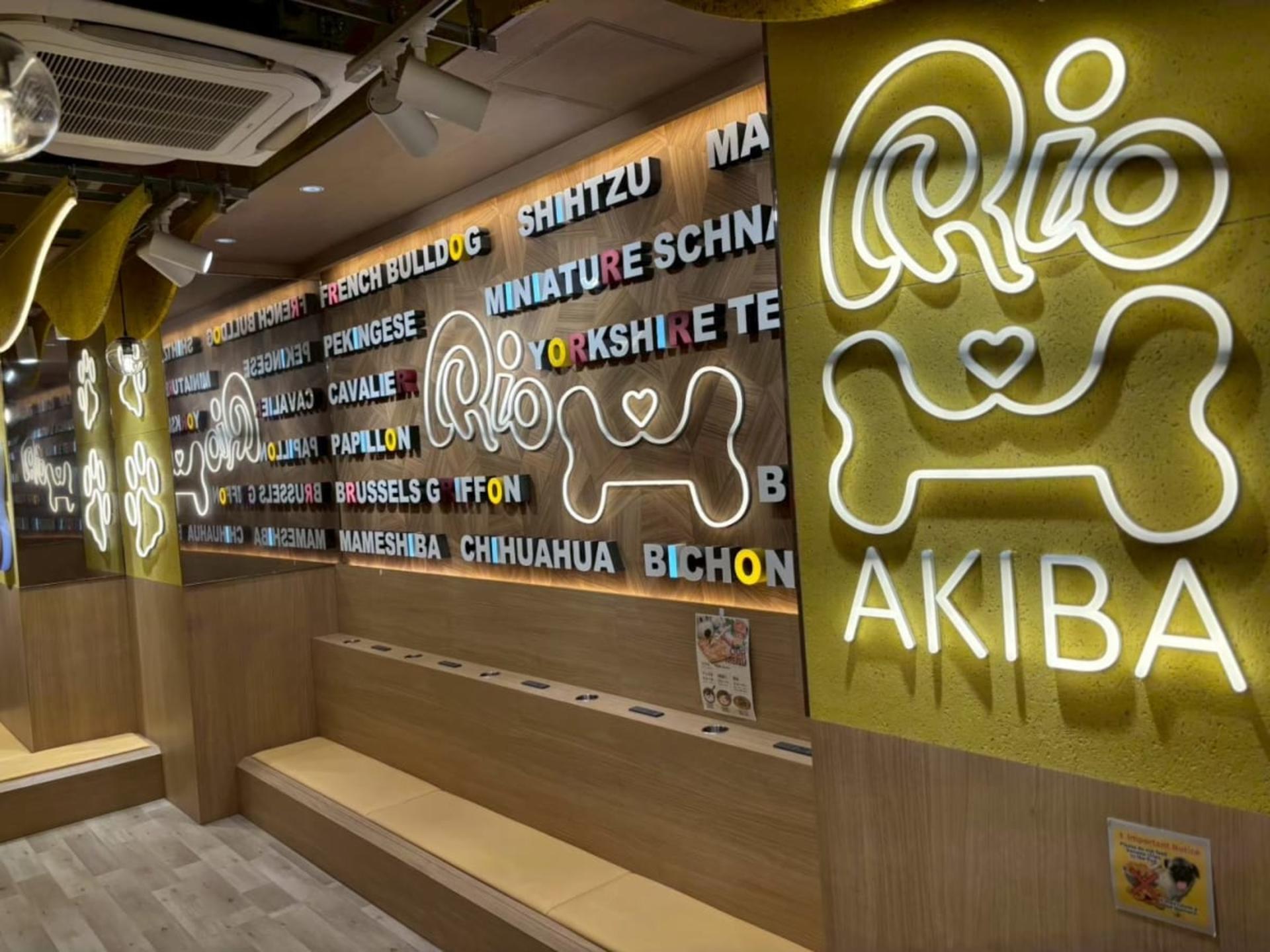 Play with Dogs at Dog Cafe Rio Akihabara [Dog Cafe Rio Akihabara] - Thumbnail 9