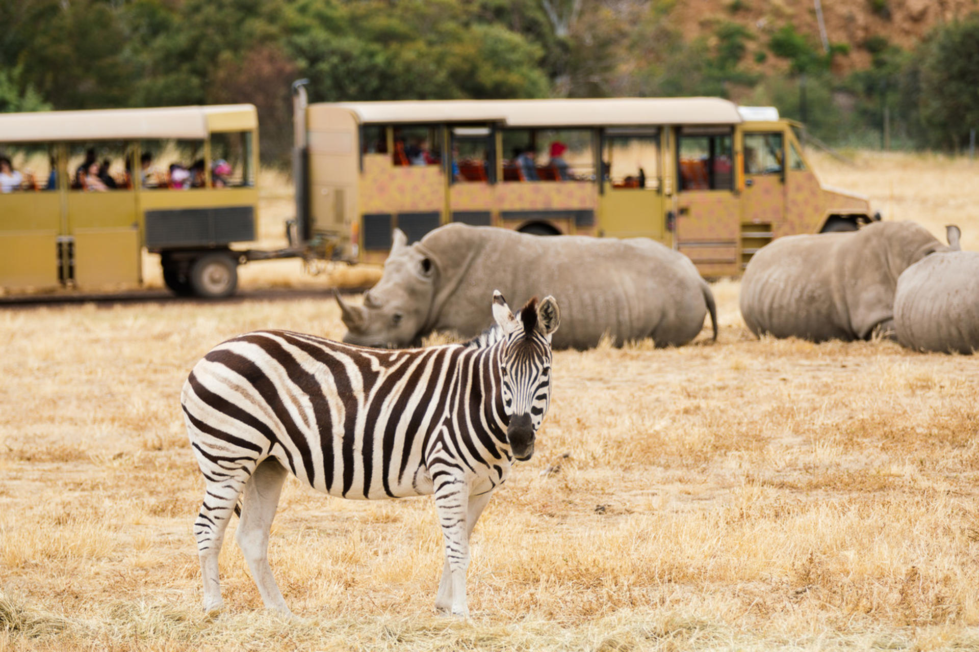 Werribee Open Range Zoo Ticket - Image 1