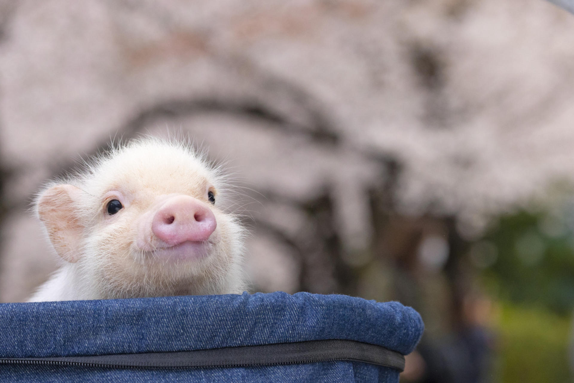 Micro Pig Cafe Experience in Kyoto - Thumbnail 3