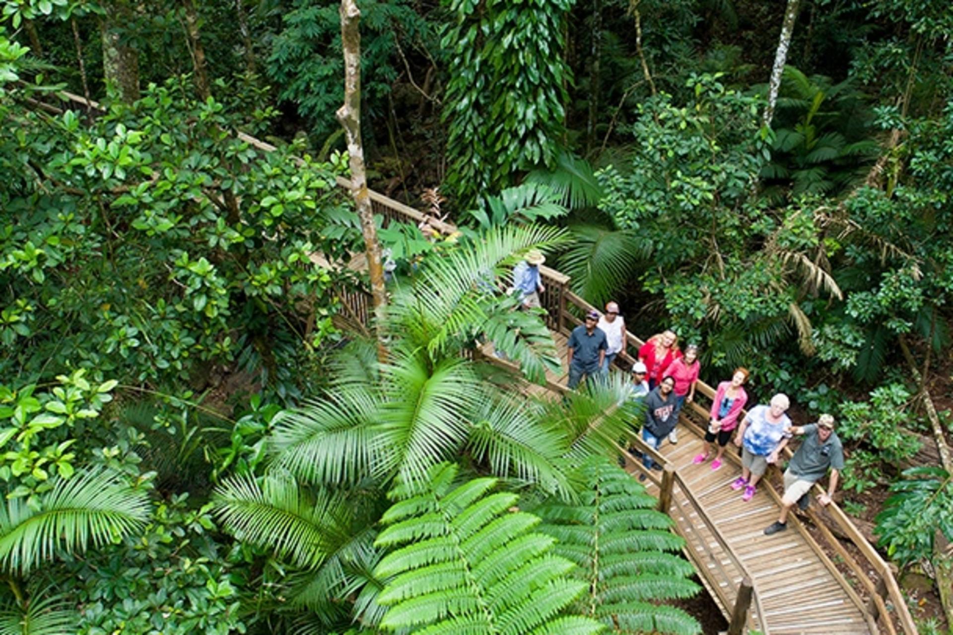 2 Day Great Barrier Reef and Daintree Rainforest Tour - Thumbnail 4