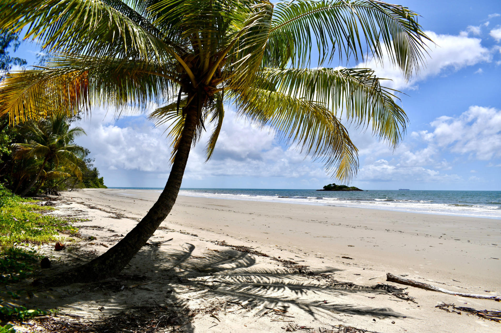 Daintree Rainforest & Mossman Gorge Day Tour from Cairns - Thumbnail 11