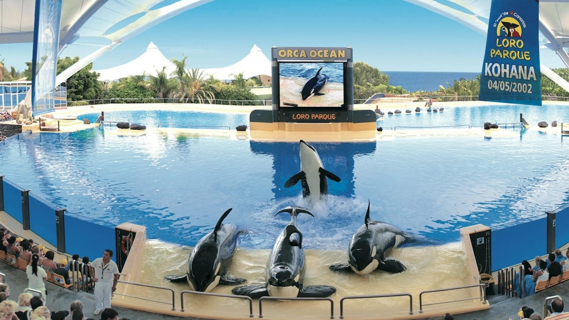 Loro Parque ticket - Thumbnail 4
