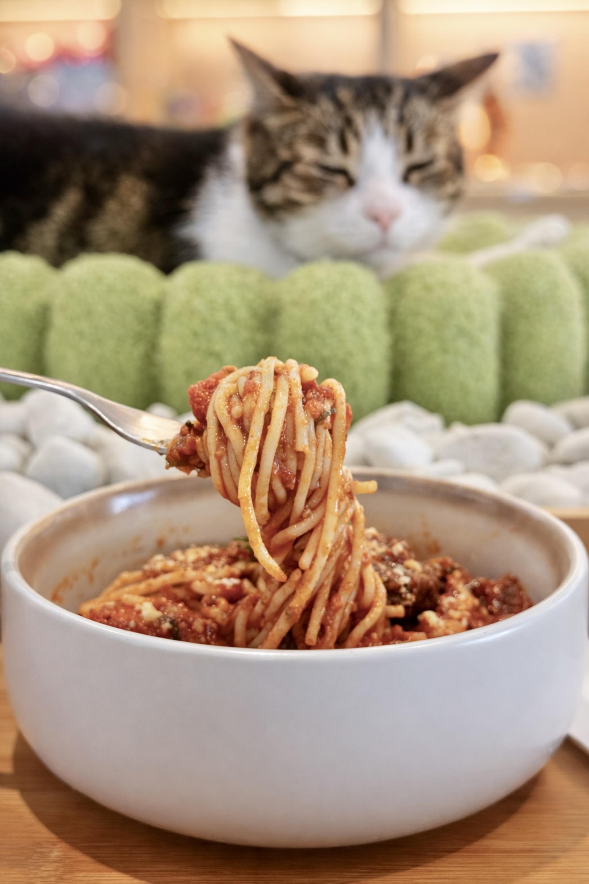 Asok Pethouse Cat Cafe, Bangkok (BTS Asok) - Thumbnail 7