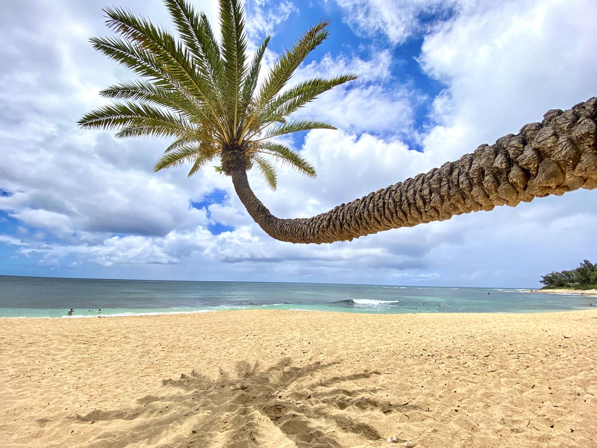 Oahu Island and North Shore Half Day Trip  - Thumbnail 7