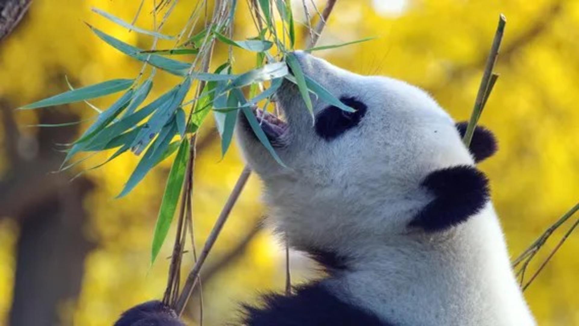 Chengdu Research Base of Giant Panda Breeding Half-Day Tour | Private Tour | Chinese, English and other language guides available - Thumbnail 2
