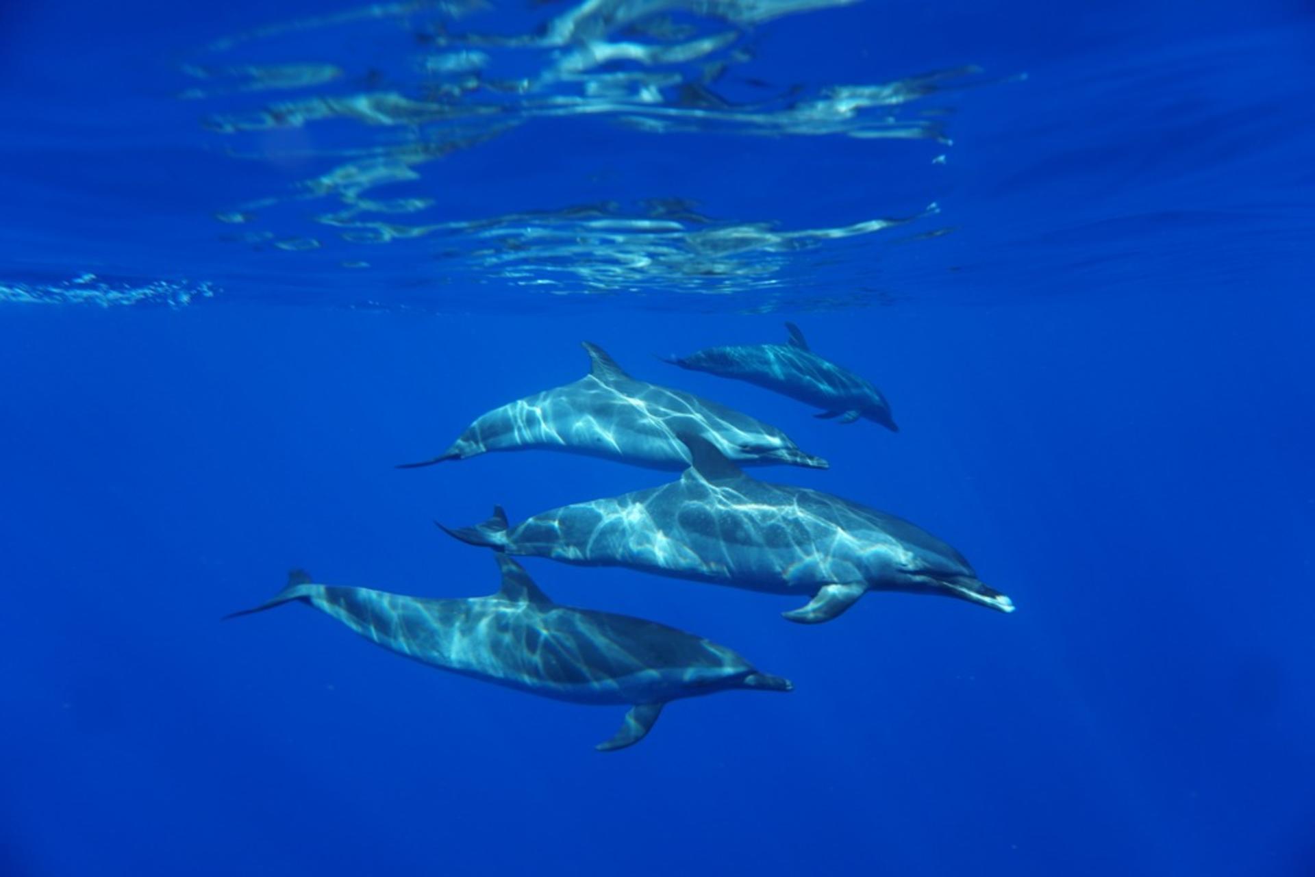 Dolphin Swim and Snorkel With Ocean Activities in Oahu - Thumbnail 5