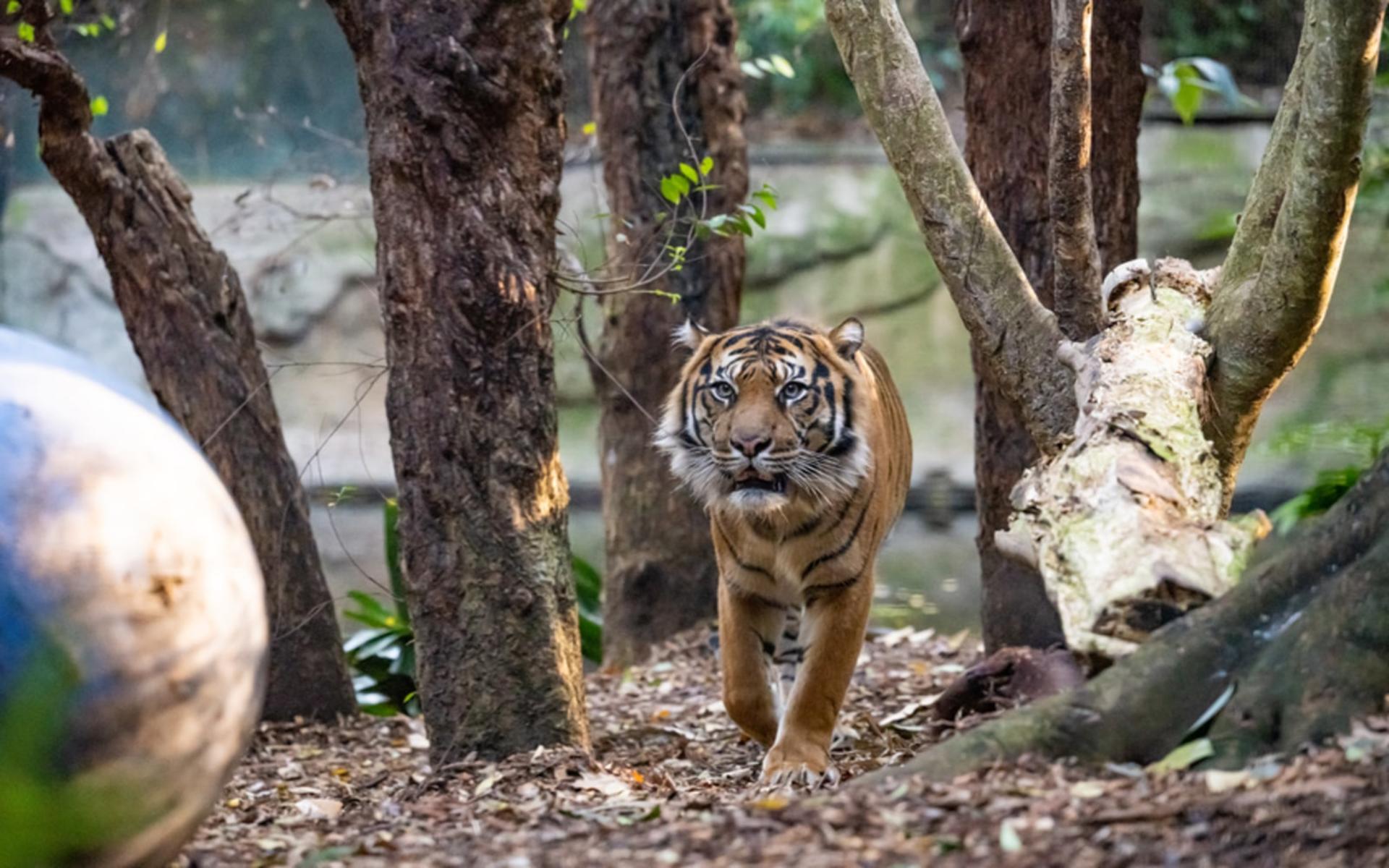 Melbourne Zoo Ticket  - Thumbnail 19