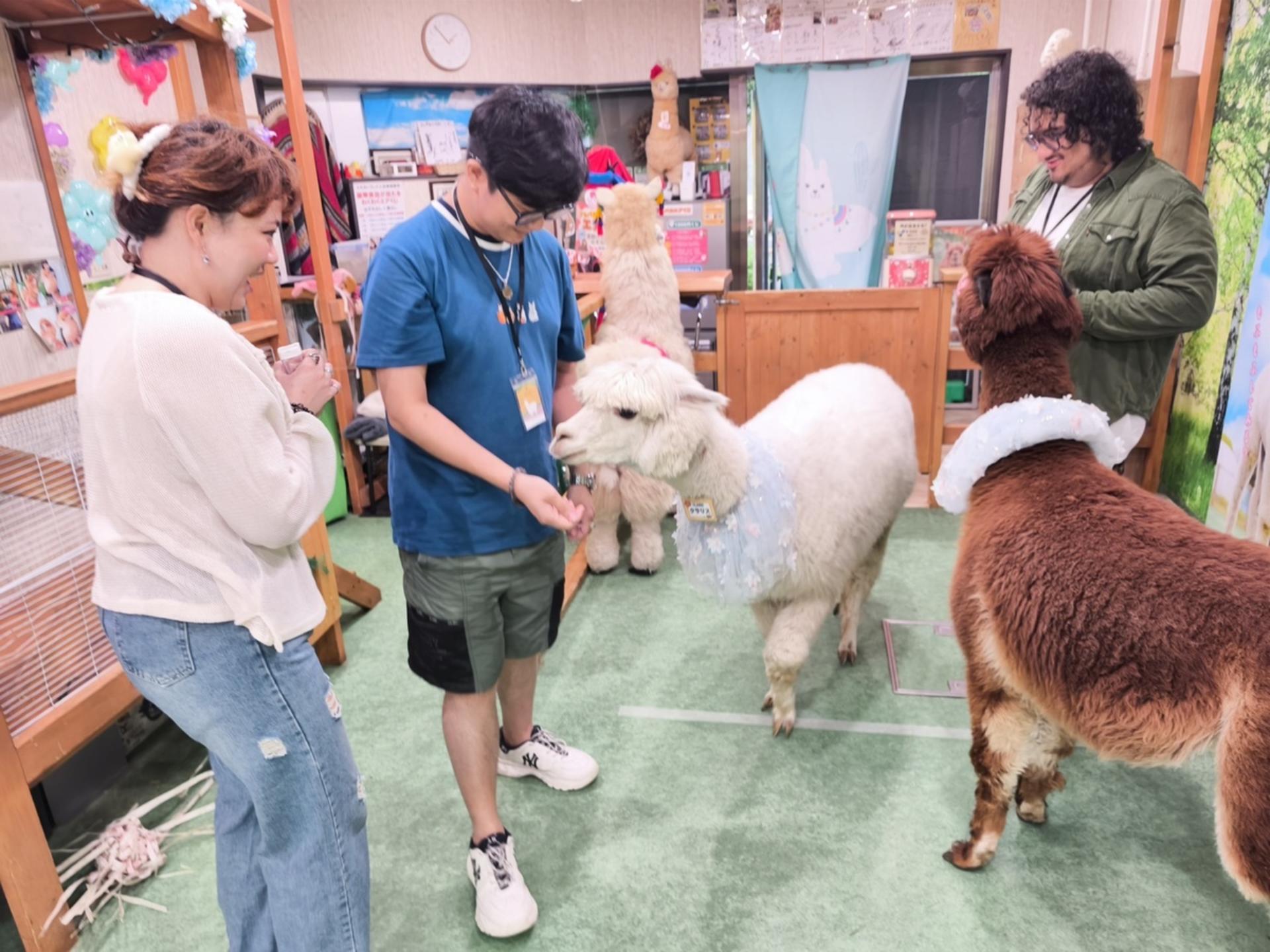 Alpaca Petting Experience in Tokyo【Alpaca Petting Park】 - Thumbnail 5
