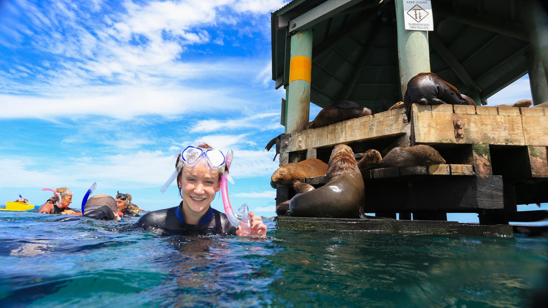 Snorkel with Seals and Sea Dragons Mornington Peninsula - Thumbnail 2