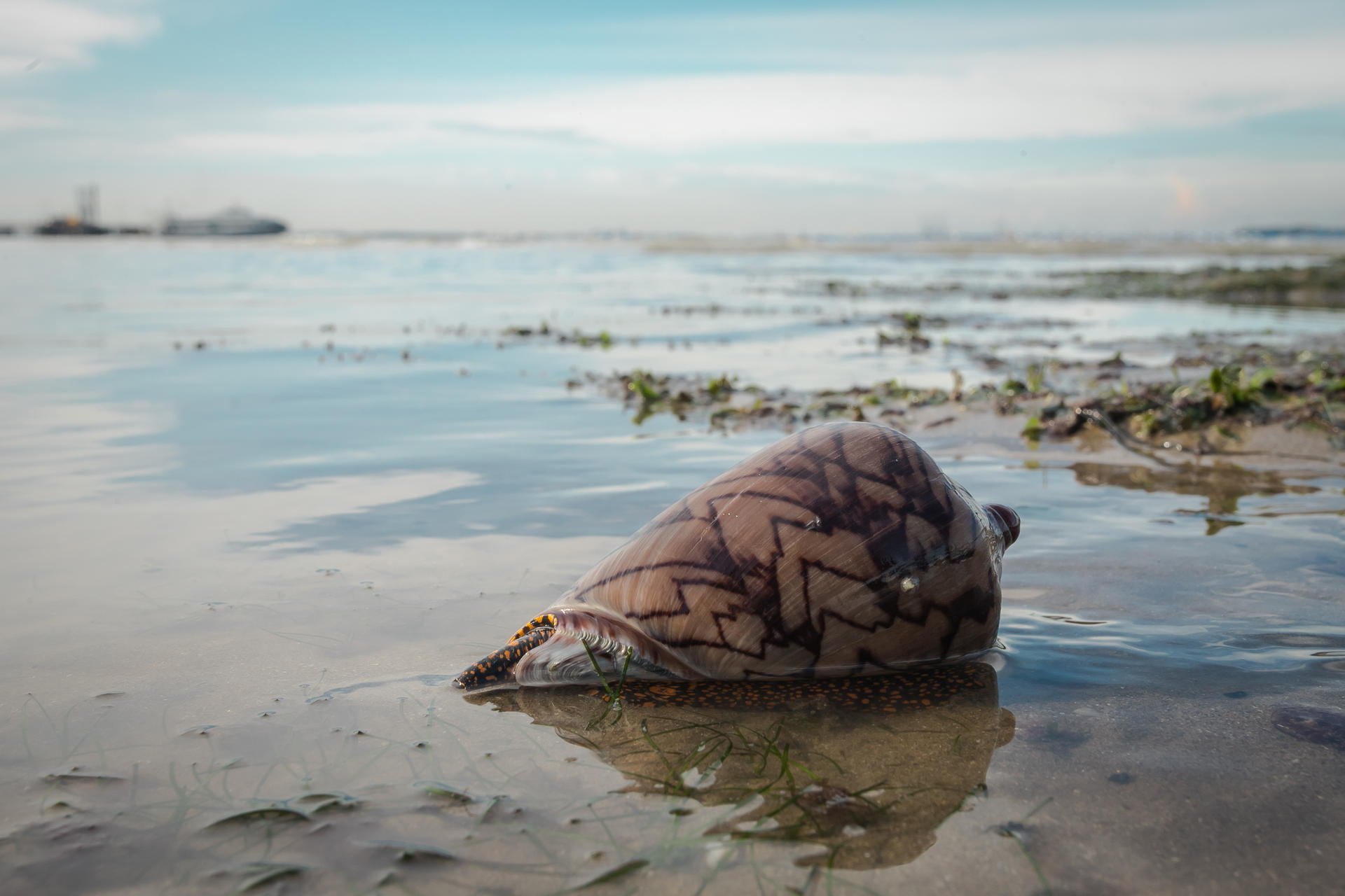 Experiential Intertidal Exploration by The Untamed Paths - Thumbnail 15