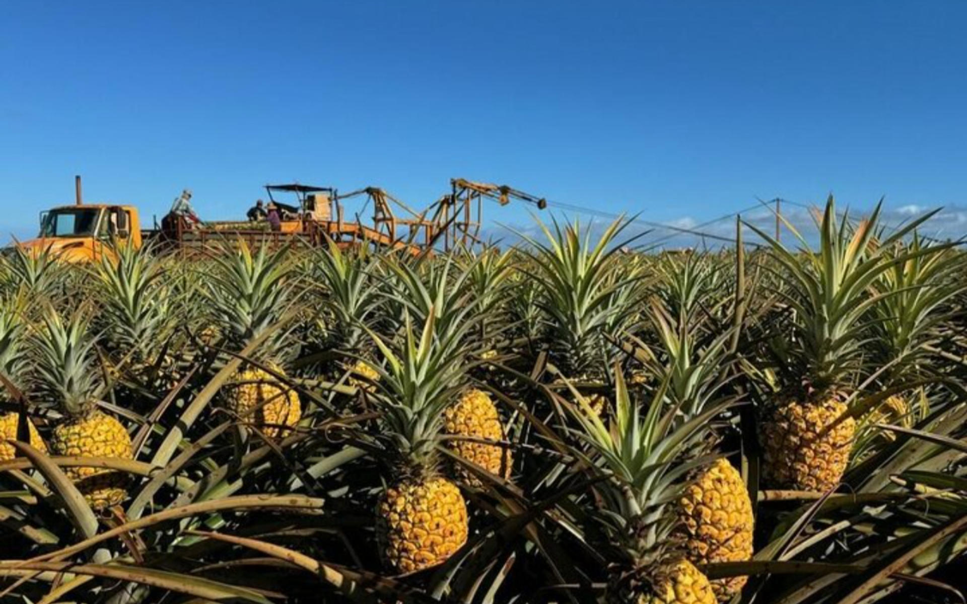 North Shore and Dole Pineapple Farm Tour - Thumbnail 3