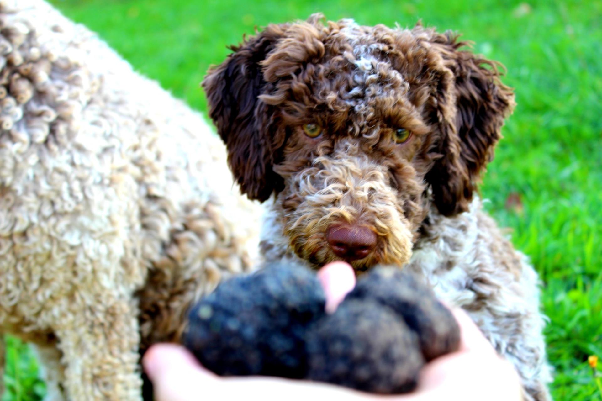Truffle Hunting with Lunch/Dinner halfway from Cinque Terre to Parma - Image 1