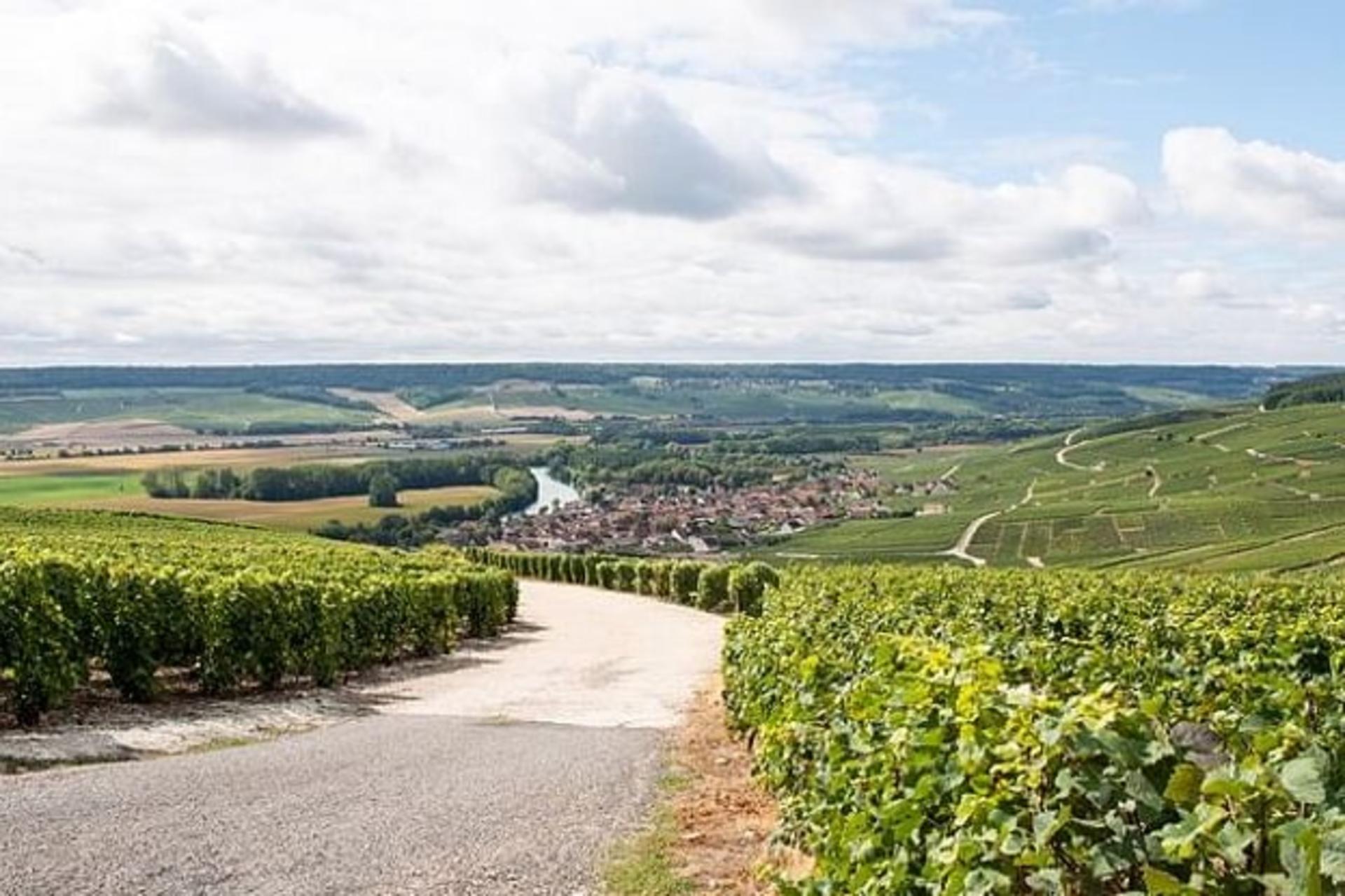Epernay and Family Growers Afternoon Tour from Reims - Thumbnail 4