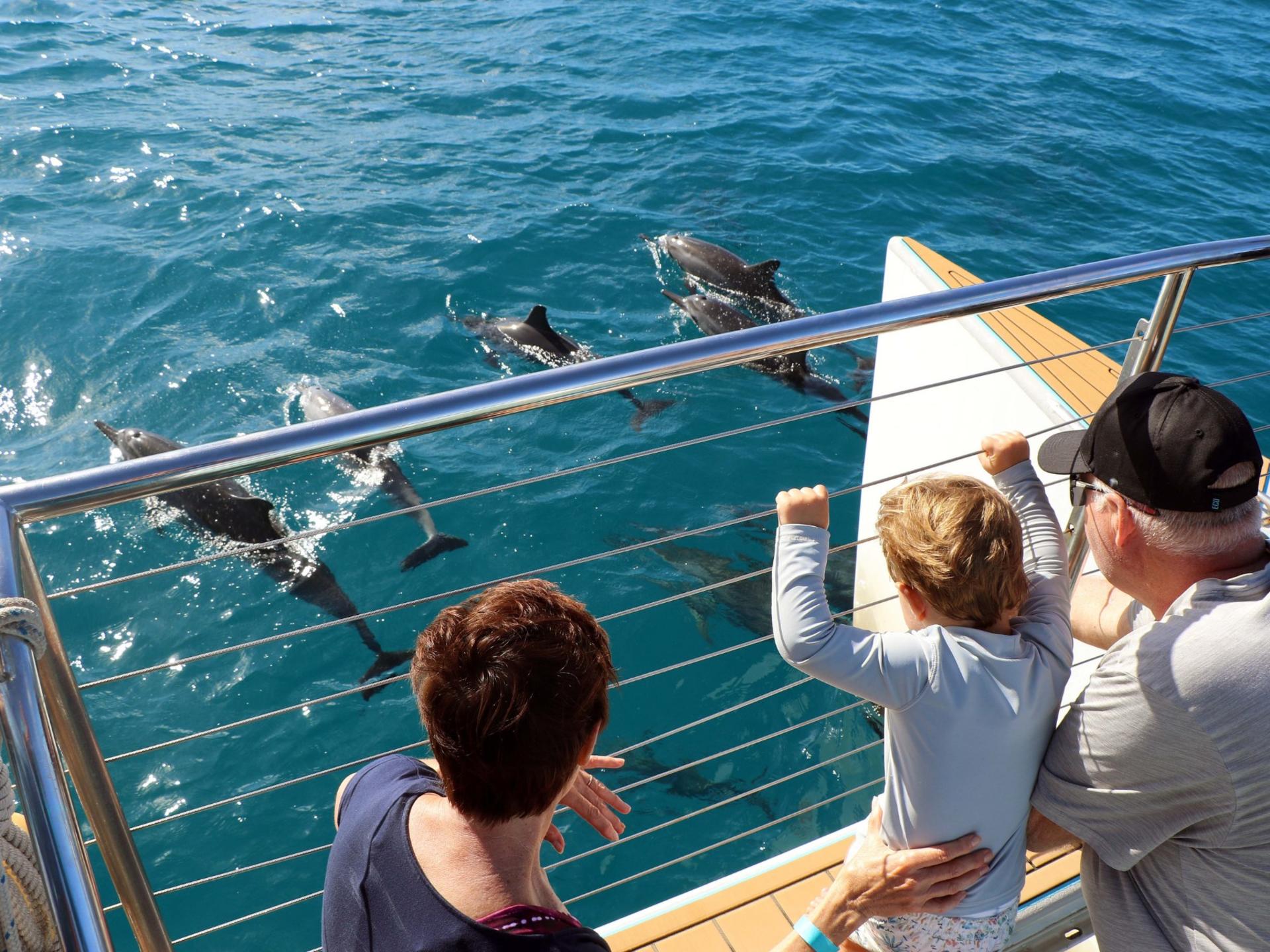 Luxury Afternoon Snorkeling Cruise and Dolphin Watch from Ko Olina - Thumbnail 18